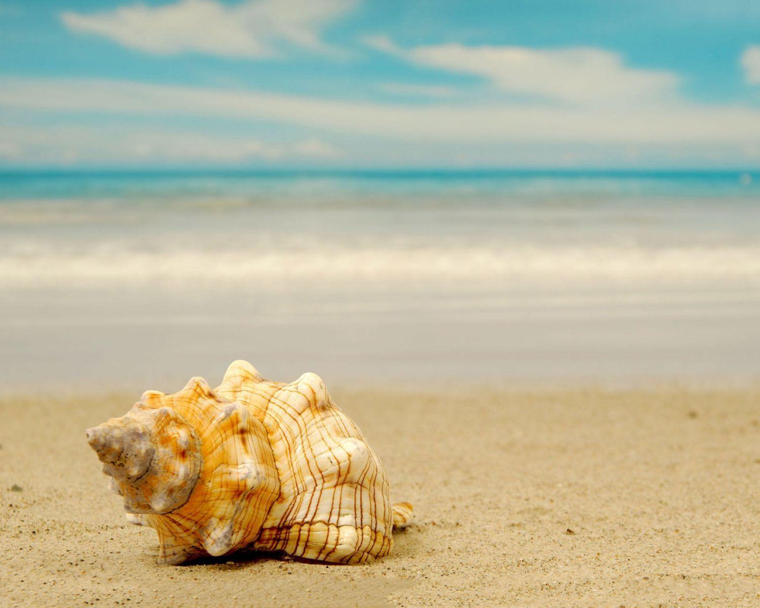 1500x1200 Seashells On Beach. HD Nature Wallpaper for Mobile and Desktop