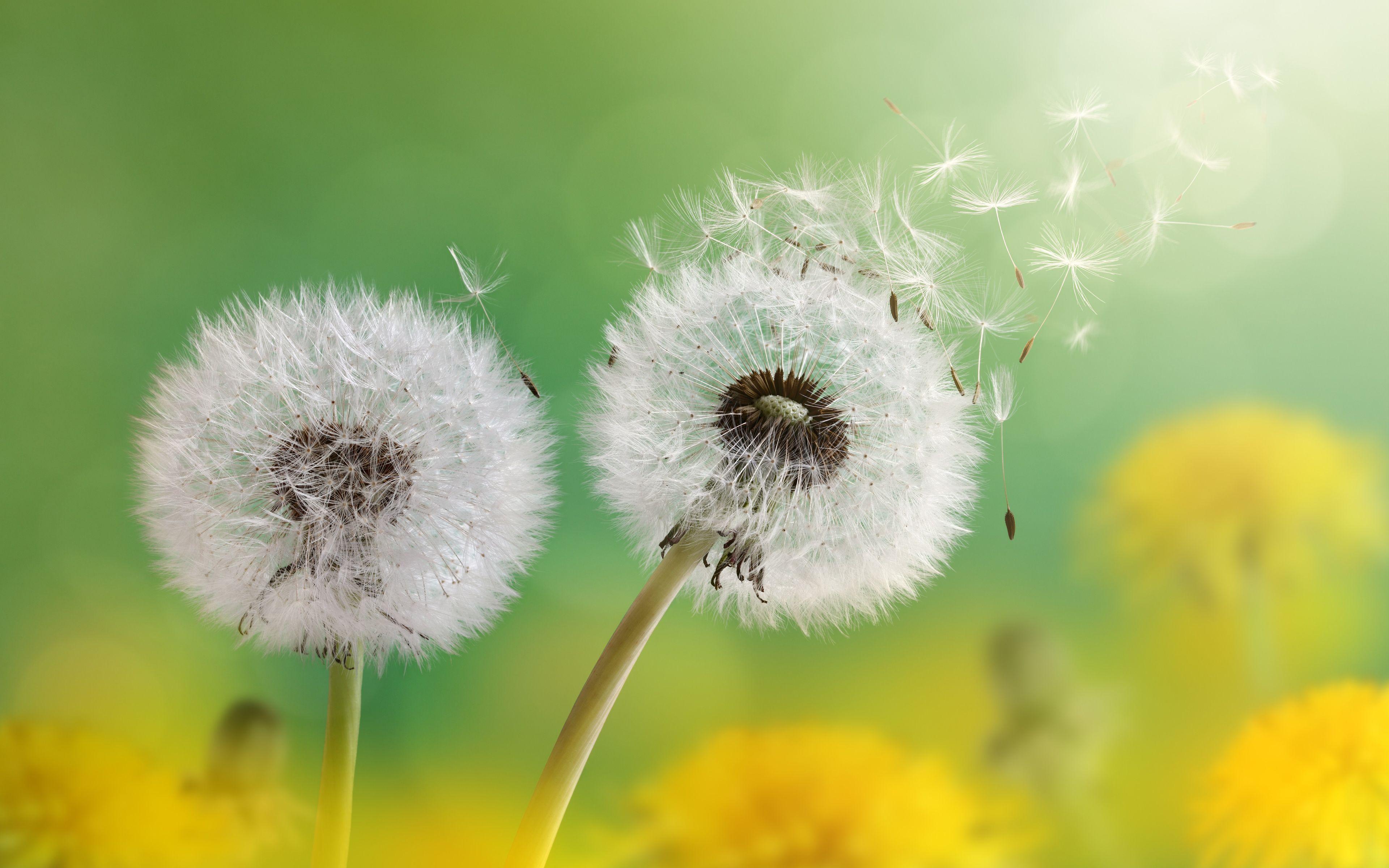 3840x2400 Dandelion Flowers 4K Wallpaper