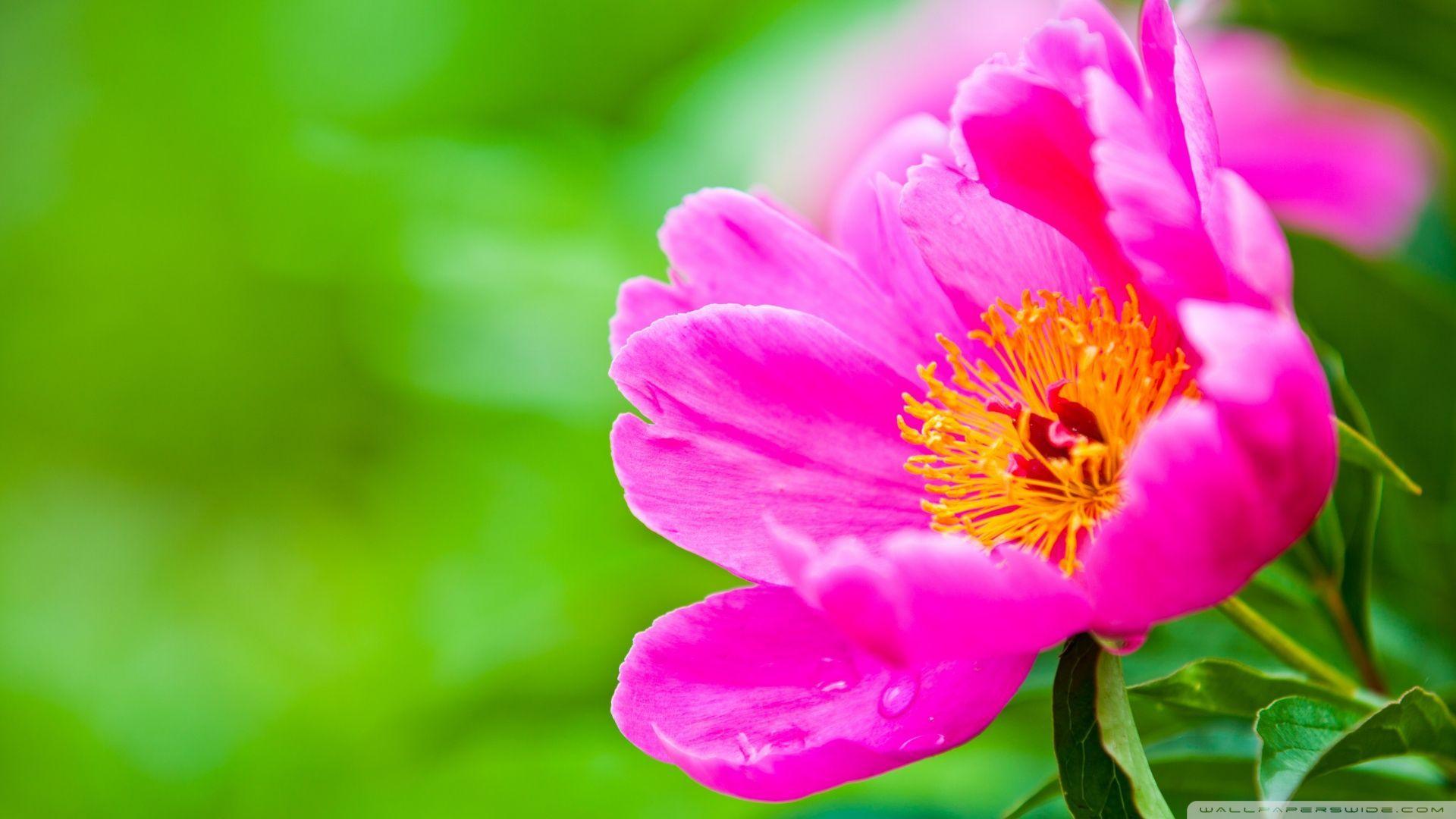 1920x1080 1920X1080 HD Flower Wallpaper