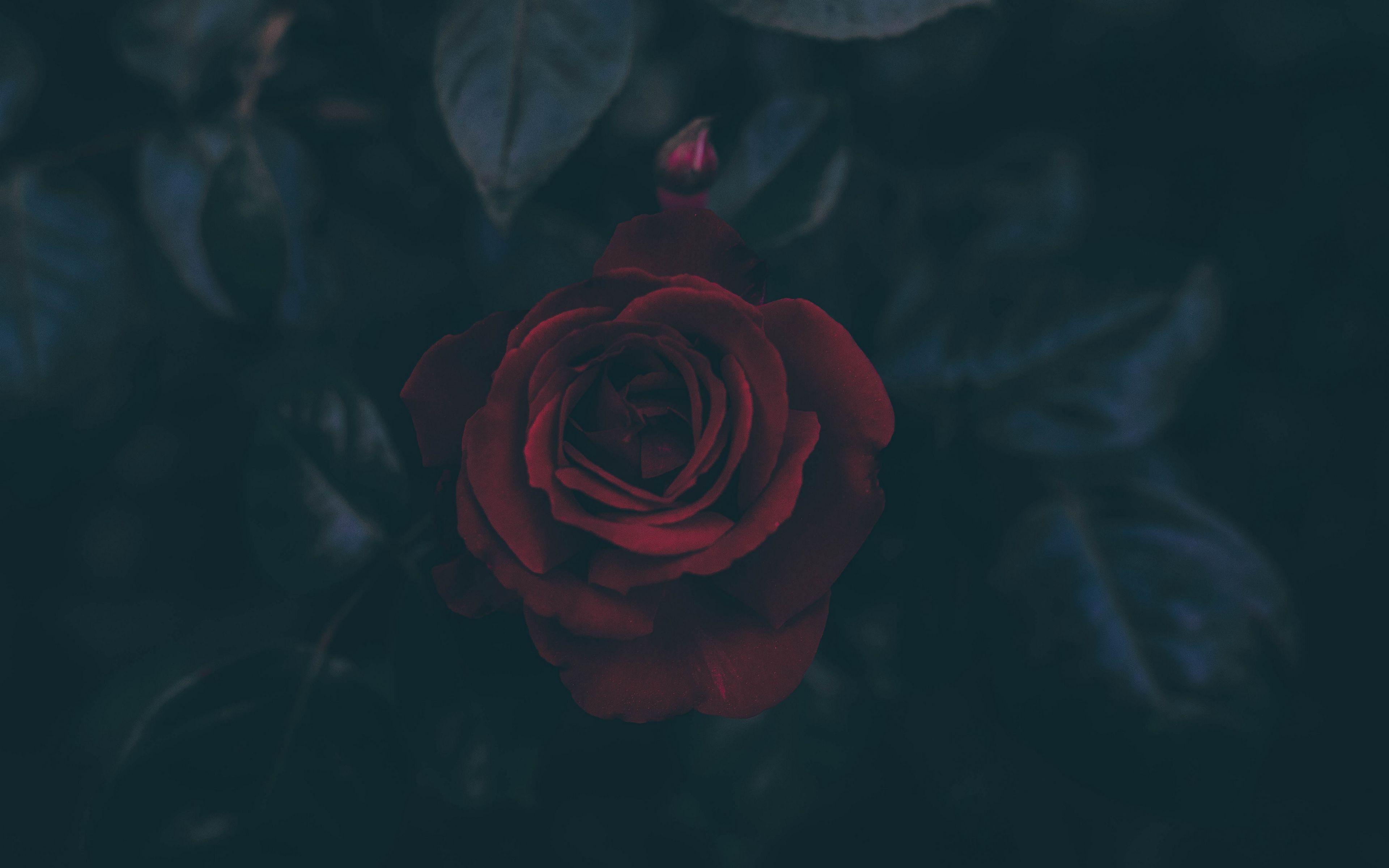 Black Roses 4K Wallpapers - Top Free Black Roses 4K Backgrounds