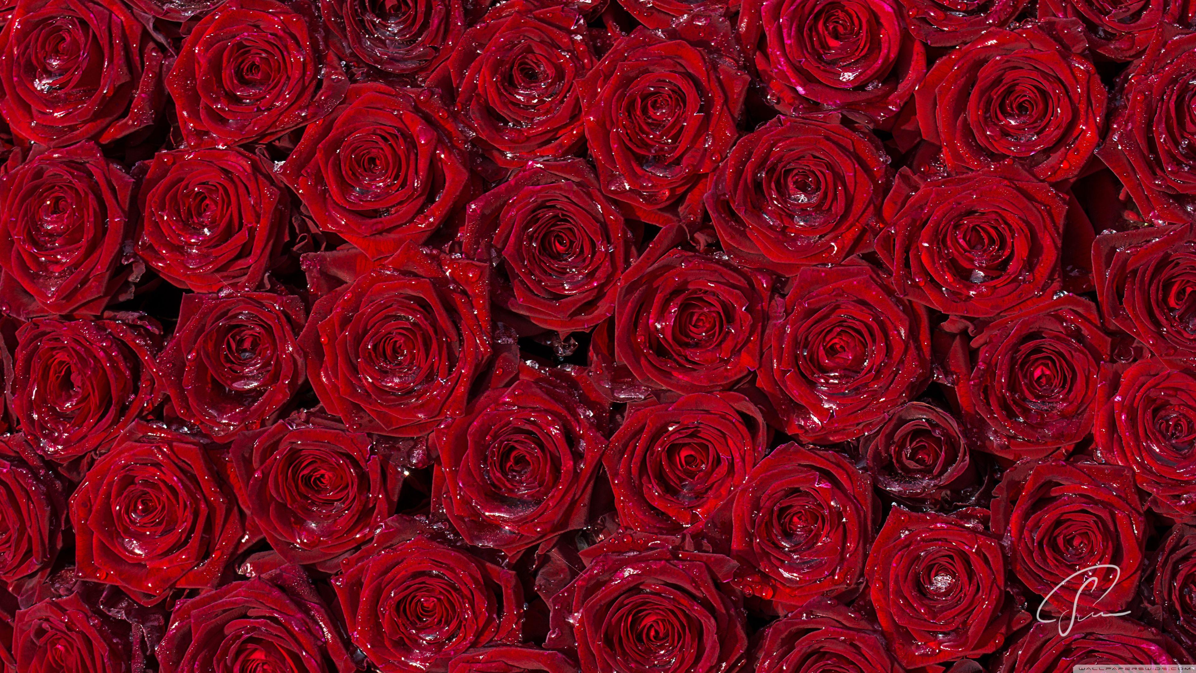 3840x2160 Red Roses Background ❤ 4K HD Desktop Wallpaper for 4K Ultra