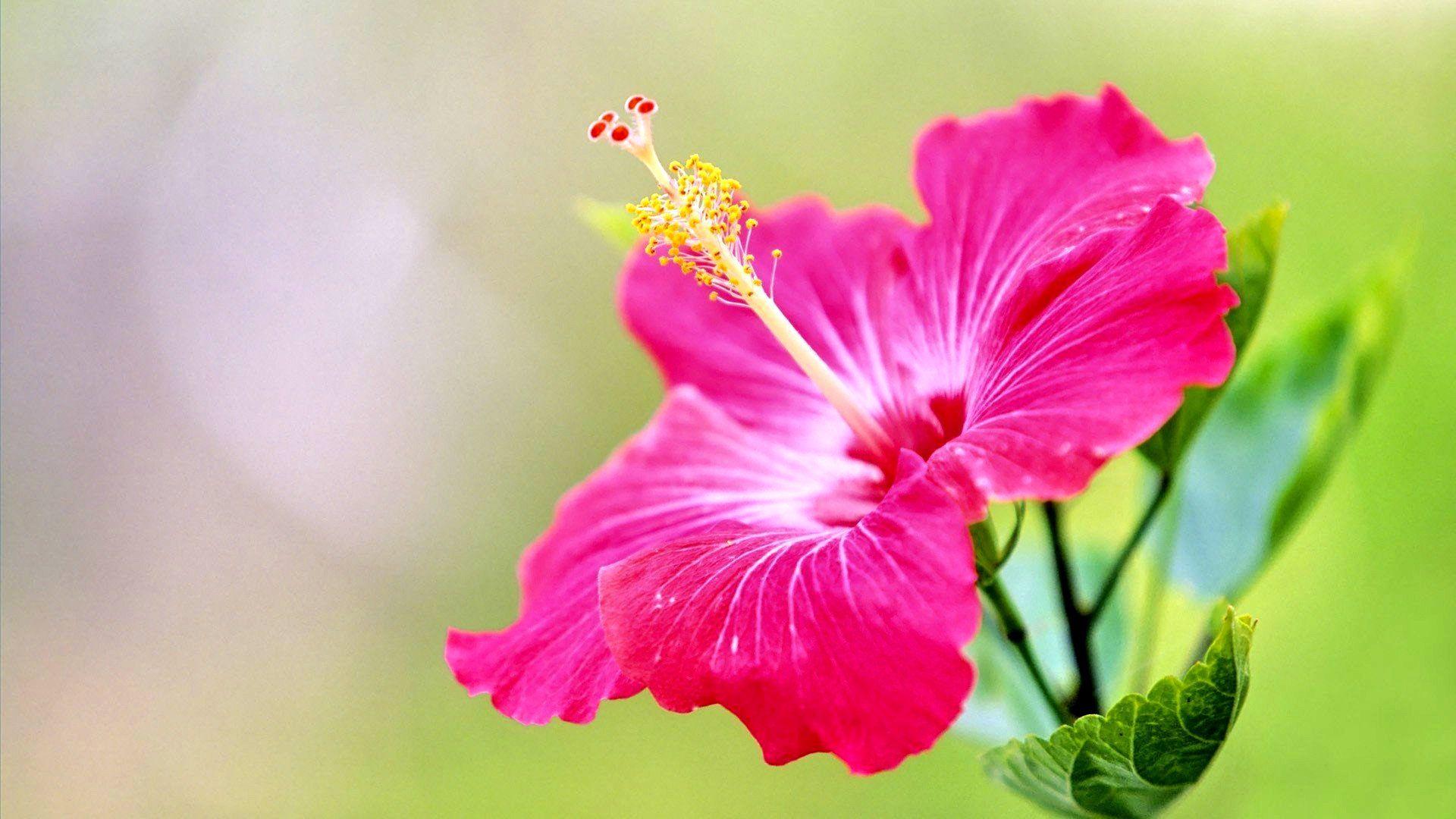 1920x1080 4k Flower, HD Wallpaper & background Download