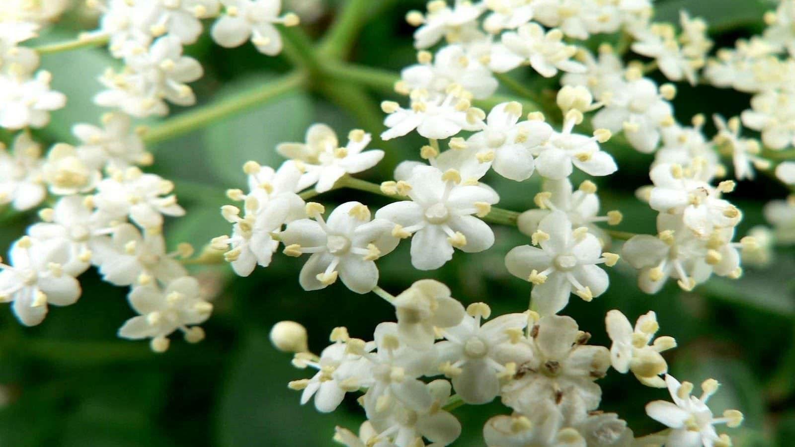 1600x900 FREE Jasmine Flower Wallpaper in PSD