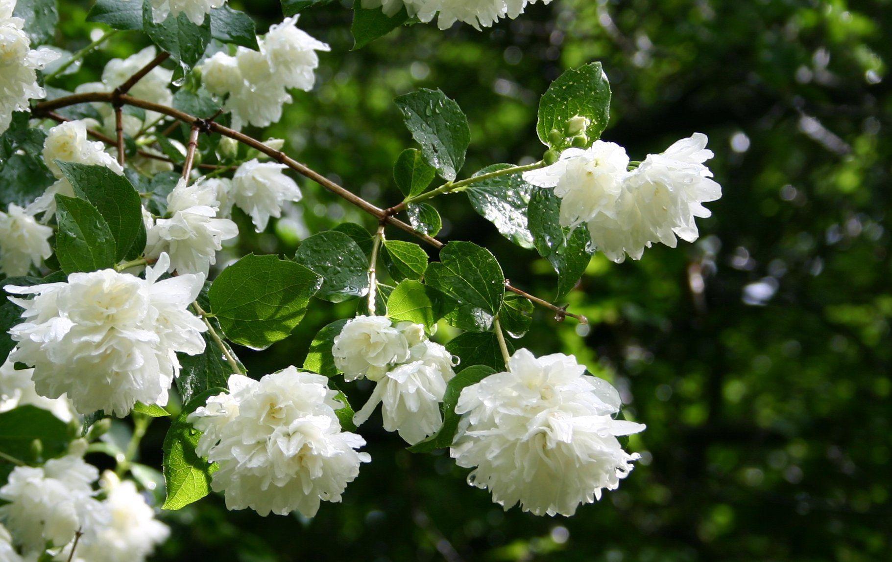 1821x1149 Jasmine Flower Wallpaper