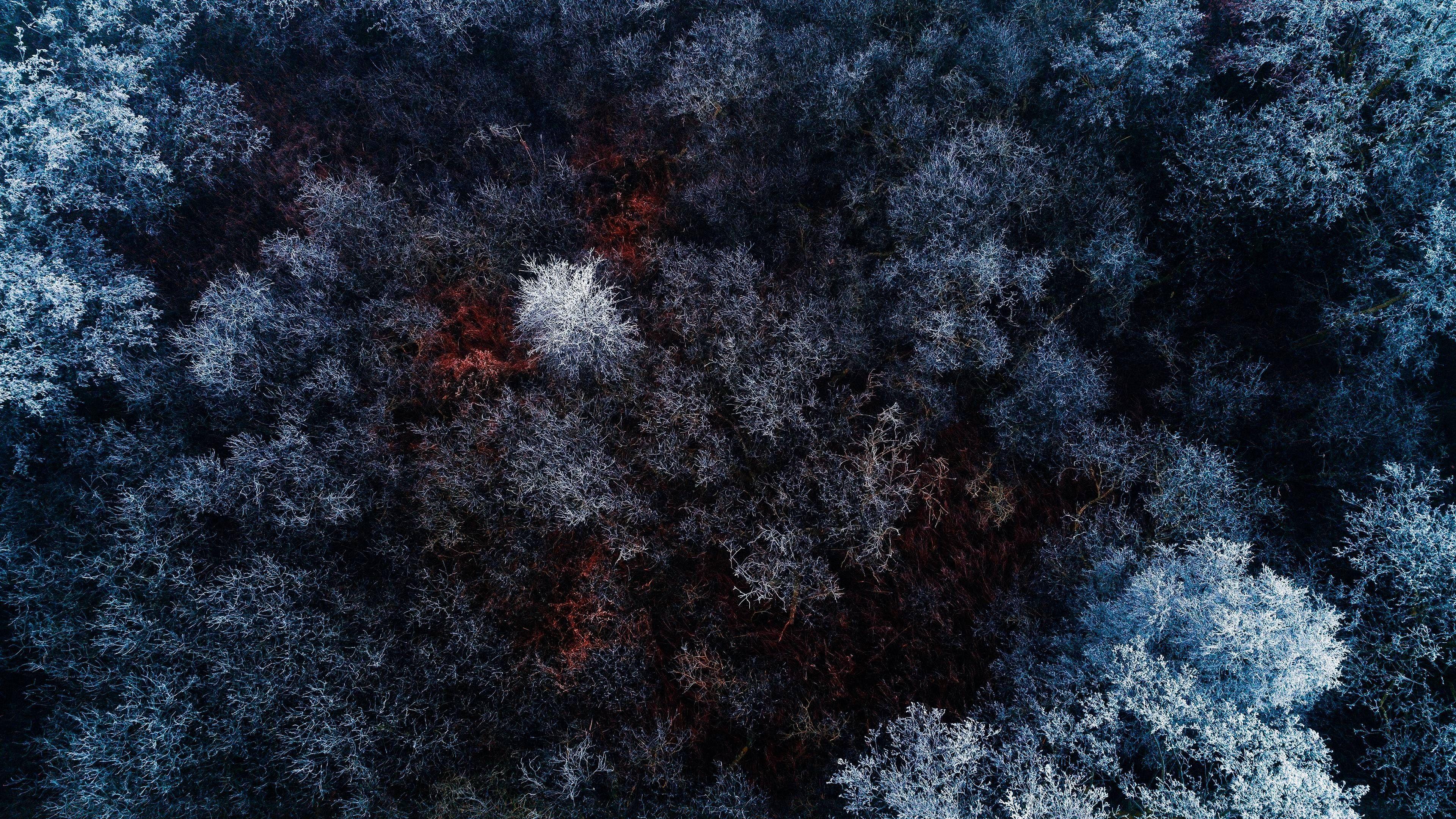 Обои 4k forest