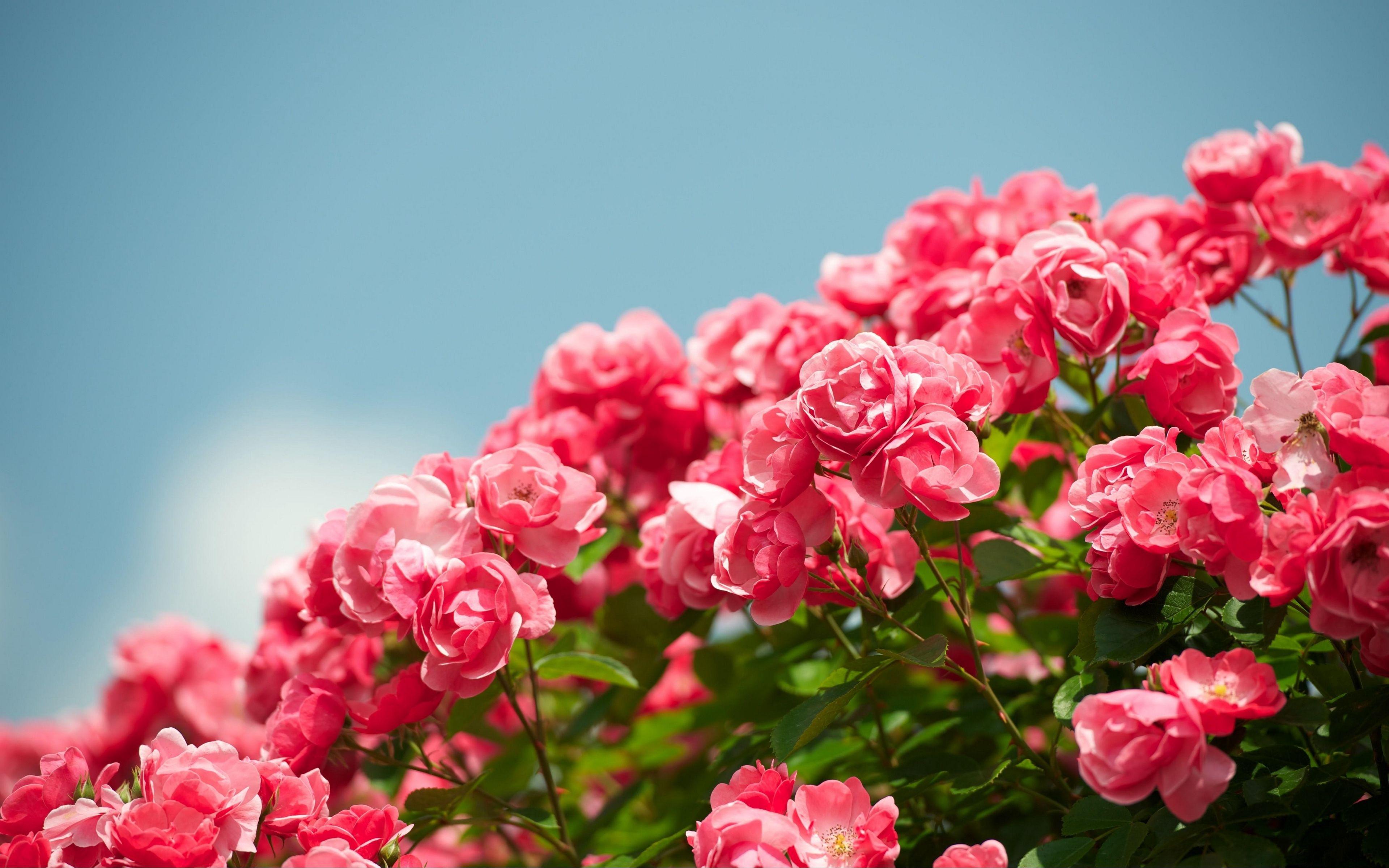 3840x2400 Download wallpaper 3840x2400 roses, shrub, sky, sharpness
