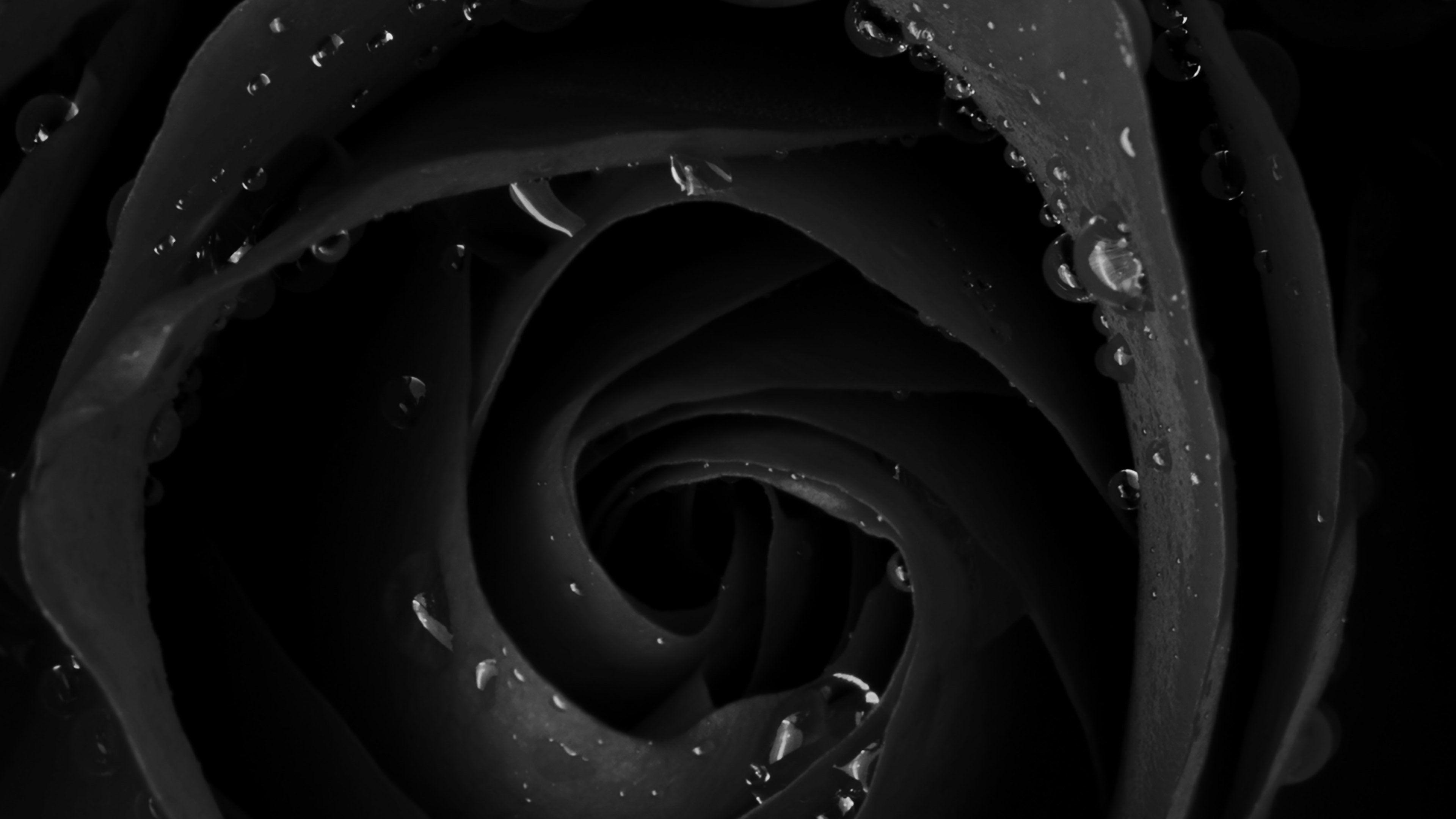 Black Rose 4K Wallpapers - Top Free Black Rose 4K Backgrounds - WallpaperAccess