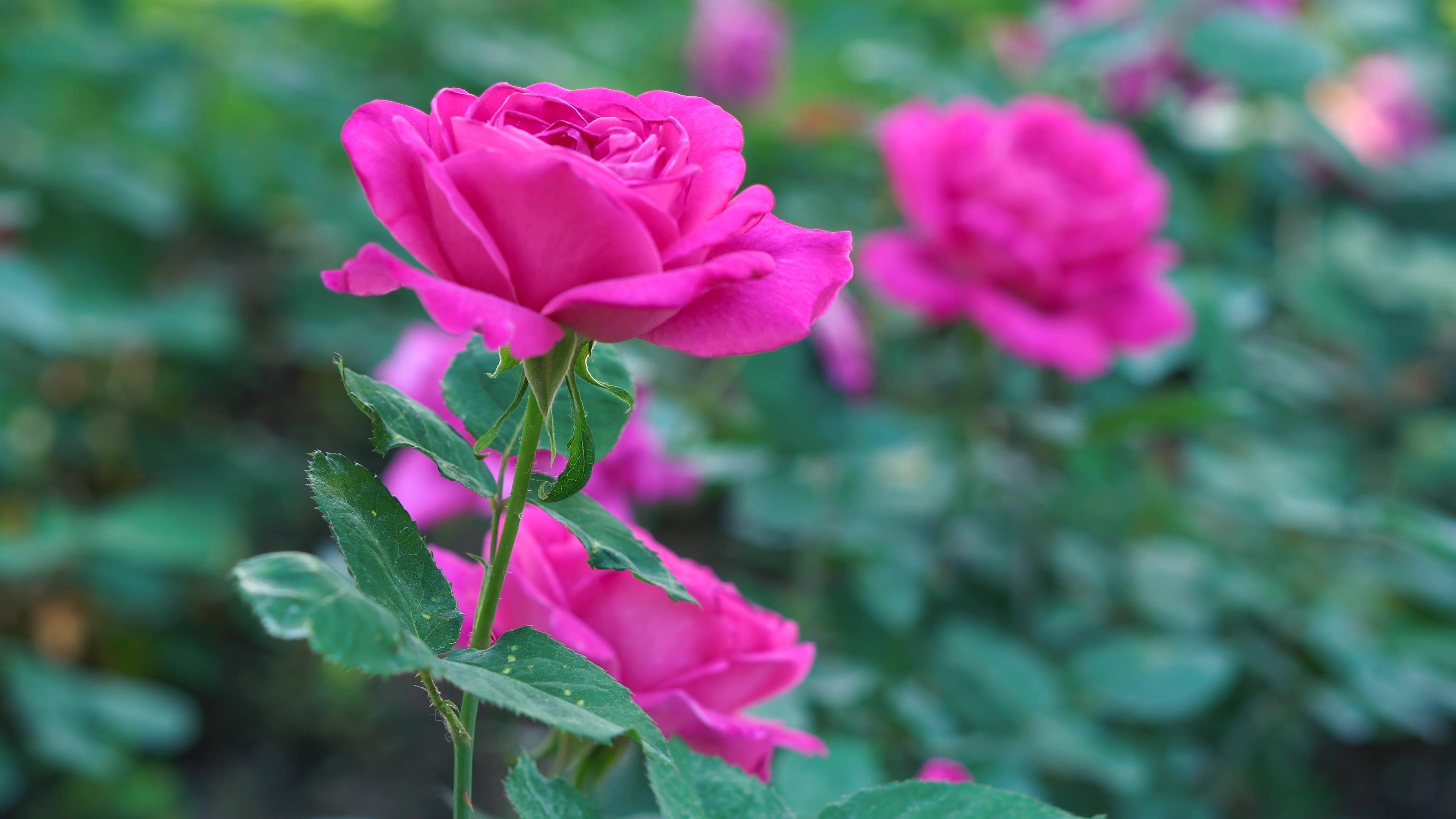 3840x2160 Pink Rose Flower Hình nền 4K Ultra HD, Hình ảnh, Hình ảnh hoặc Hình ảnh