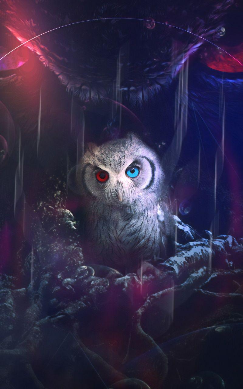 800x1280 Owl 8k Nexus Samsung Galaxy Tab Note Android