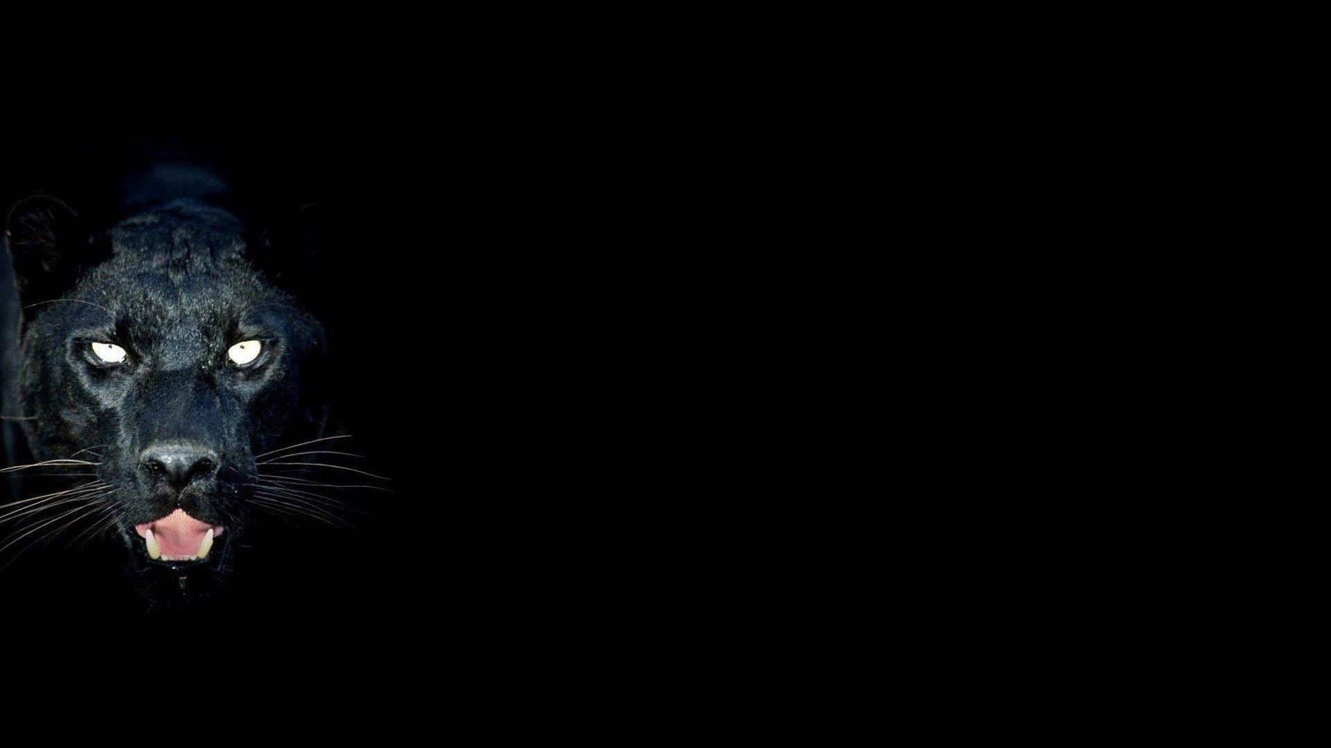 Hình nền động vật thẩm mỹ 1920x1080 Black Panther