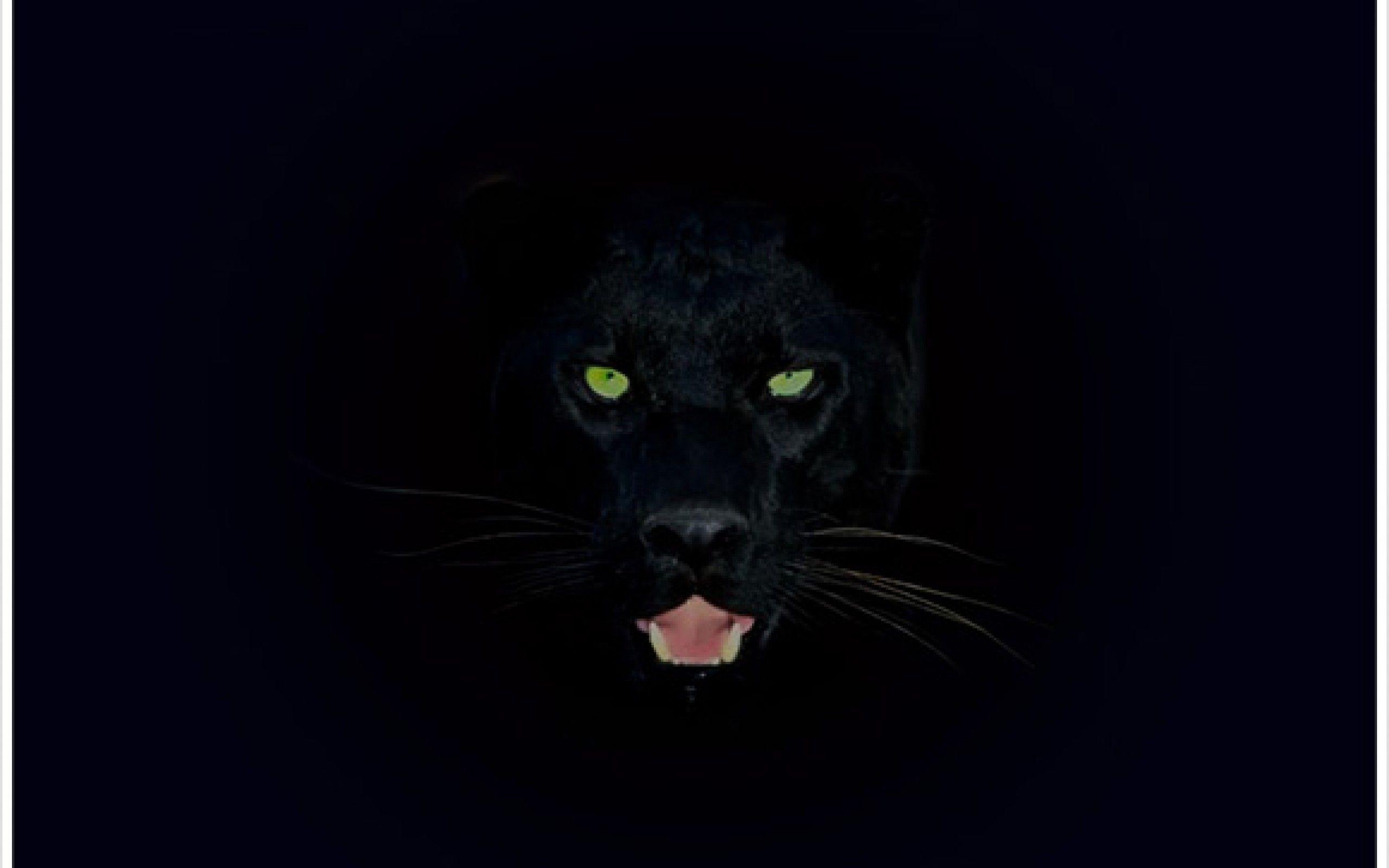 2560x1600 Panther Wallpaper