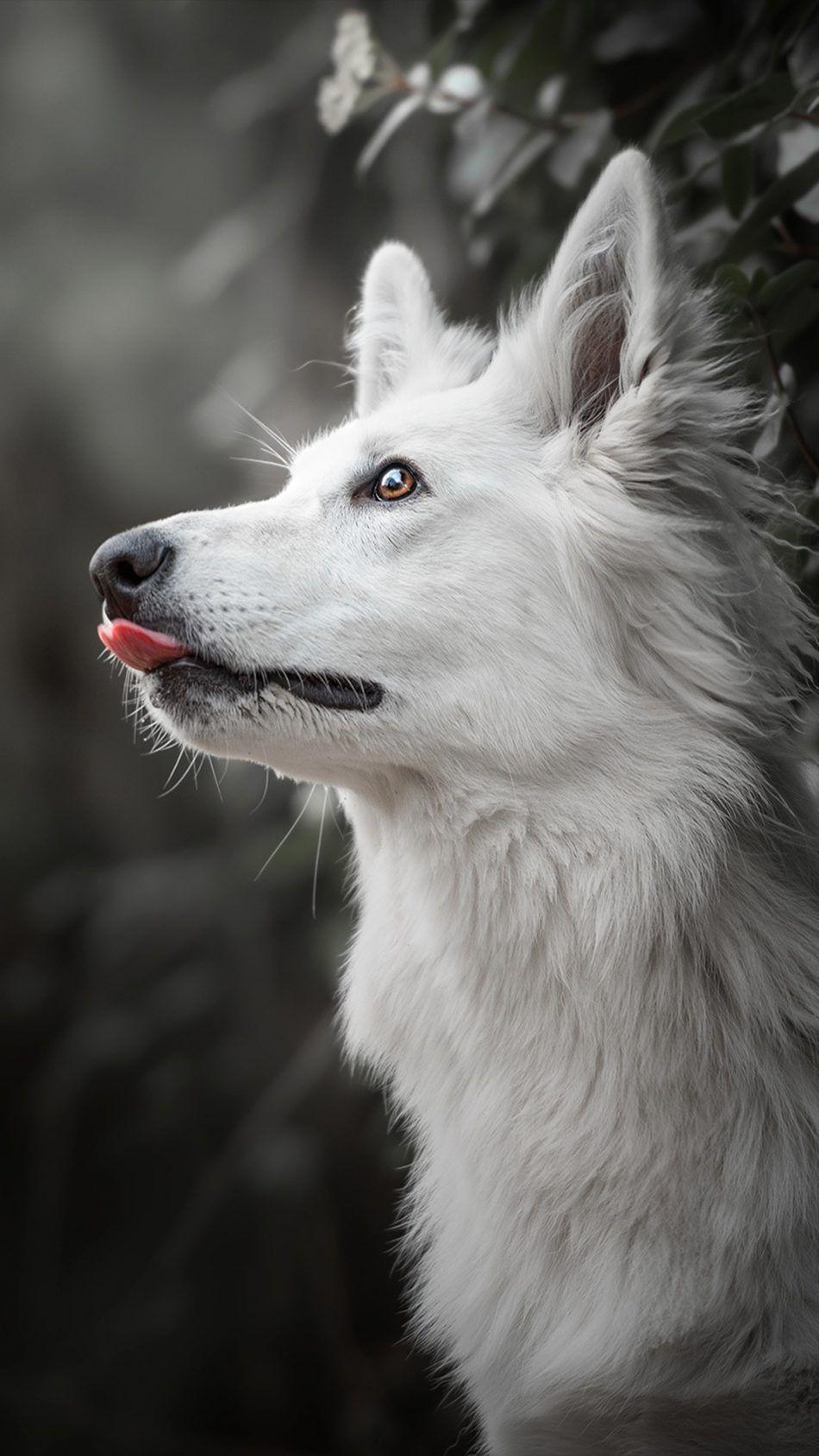 950x1689 Animals
