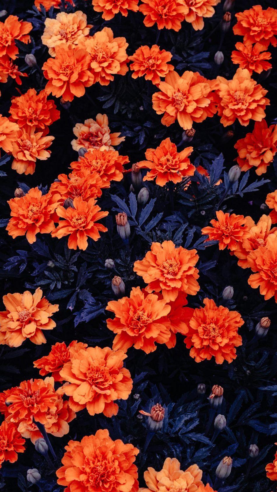 950x1689 Orange Flowers Garden 4K Ultra HD Mobile Wallpaper