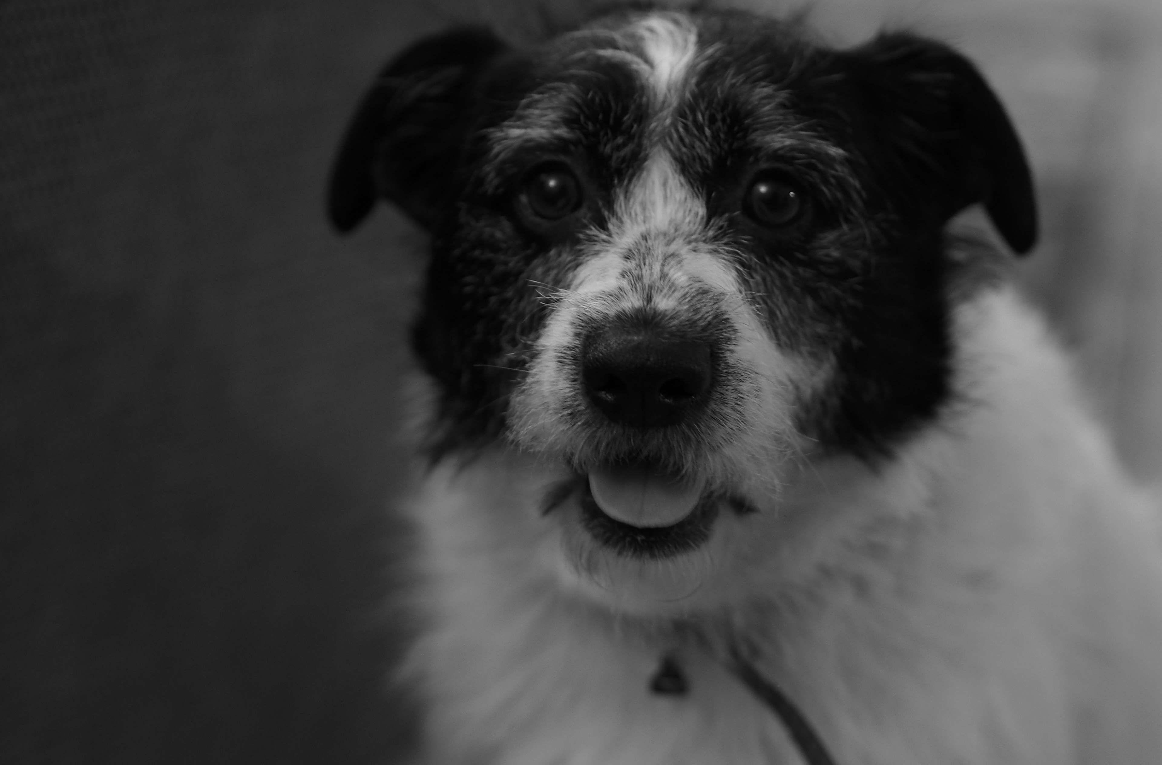 3840x2529 black and white, dog, mongrel 4k wallpaper
