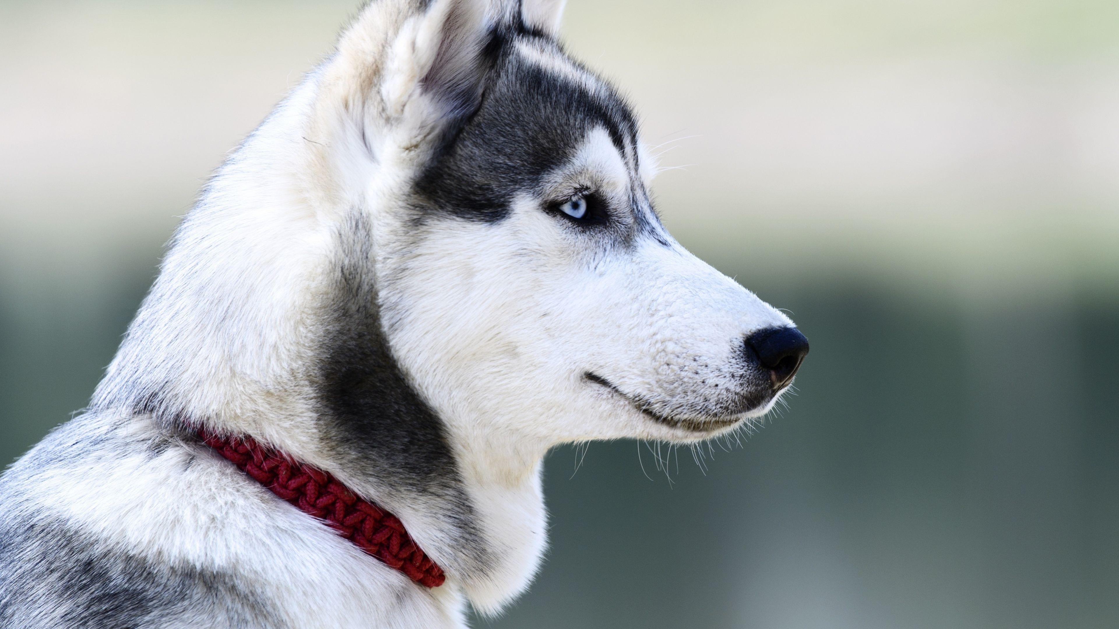 3840x2160 Download 3840x2160 wallpaper husky, dog, muzzle, white, 4k