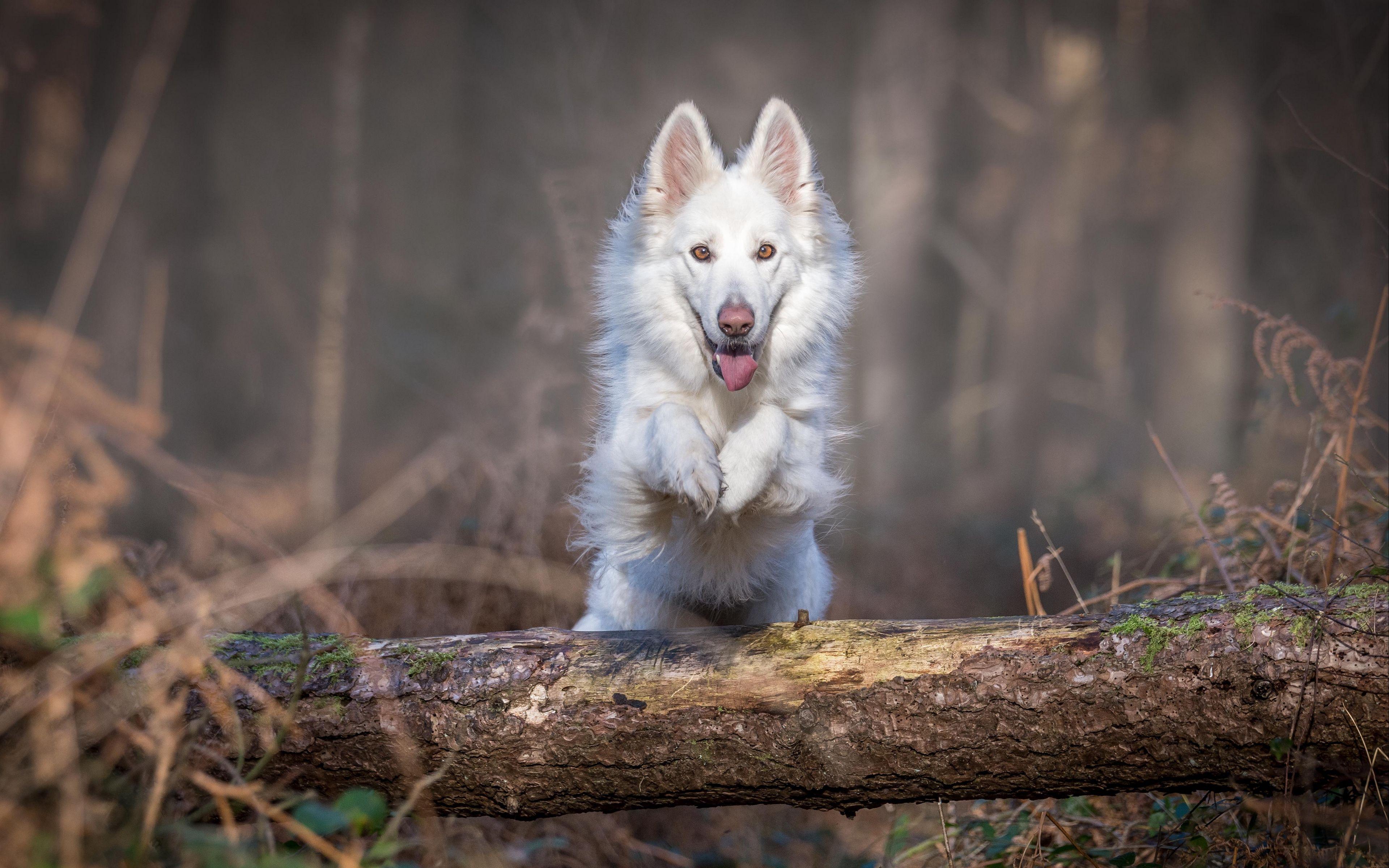 3840x2400 Download wallpaper 3840x2400 dog, jump, white, log 4k ultra