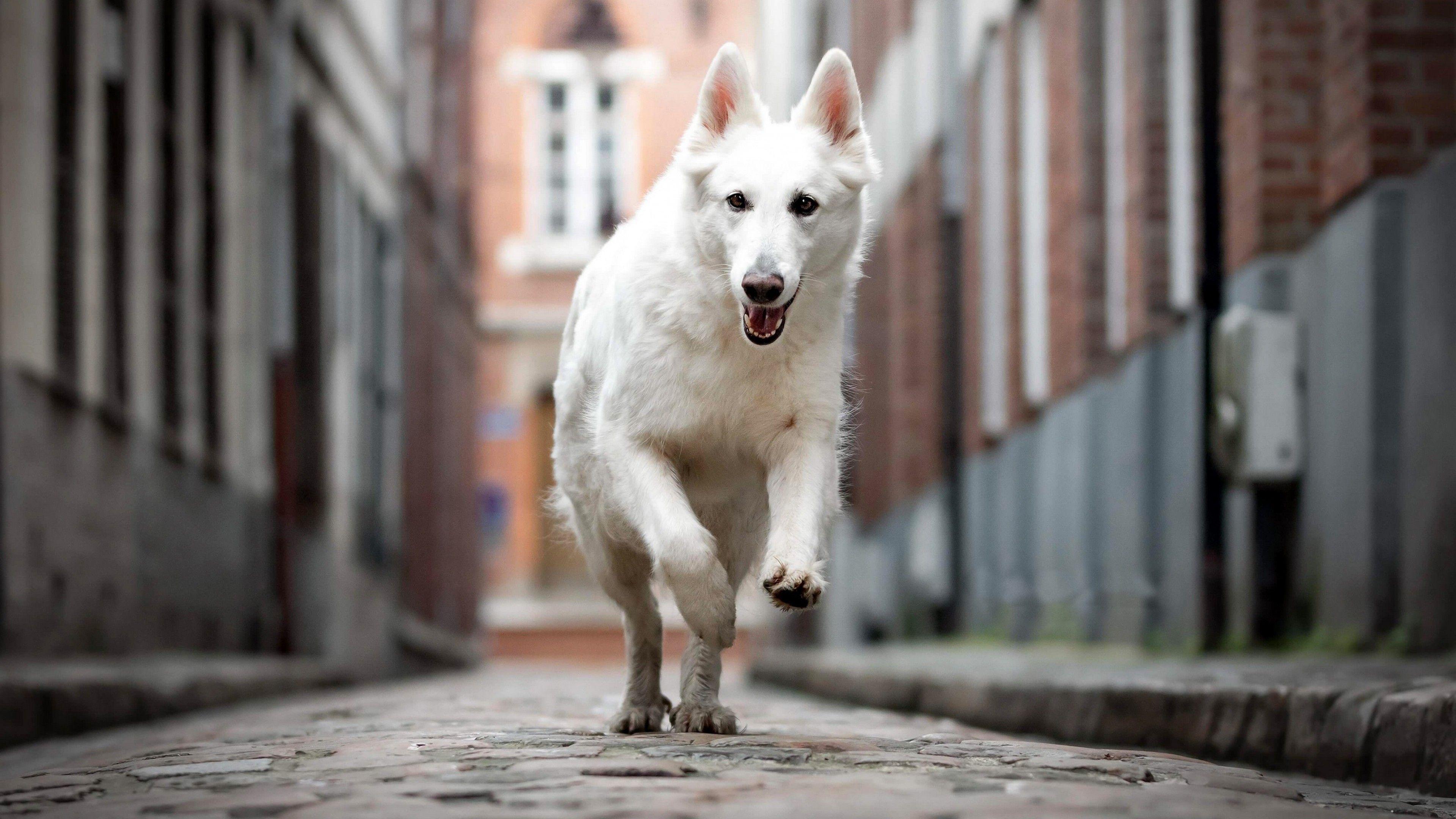 3840x2160 Wallpaper Berger Blanc Suisse, dog, white, 4K, Animals
