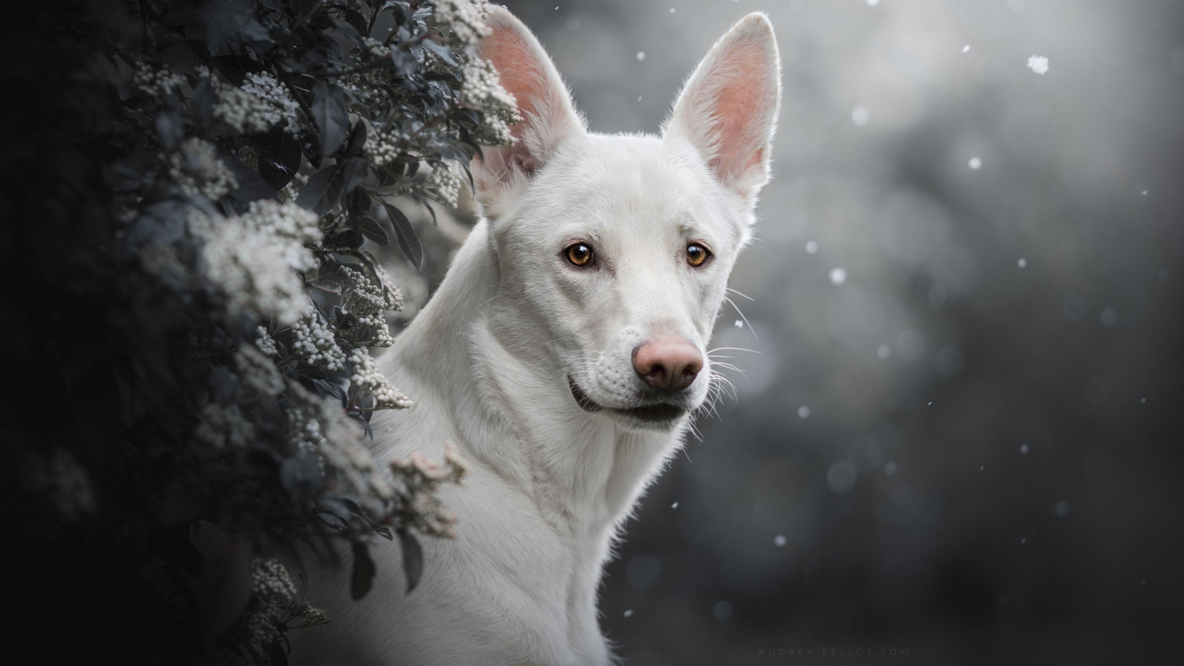 3840x2160 Wallpaper White dog front view, snowy, winter 3840x2160 UHD