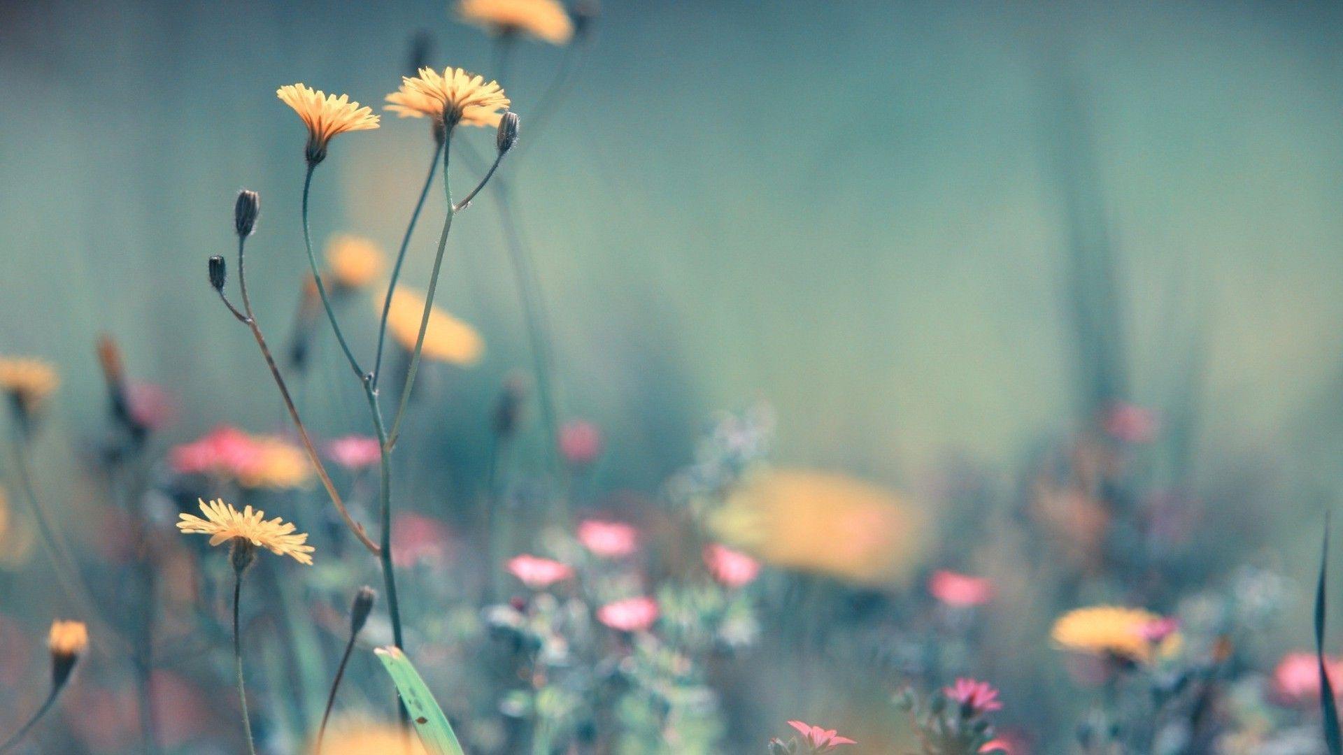 1920x1080 Free Dandelion Wallpaper 21986 1920x1080px