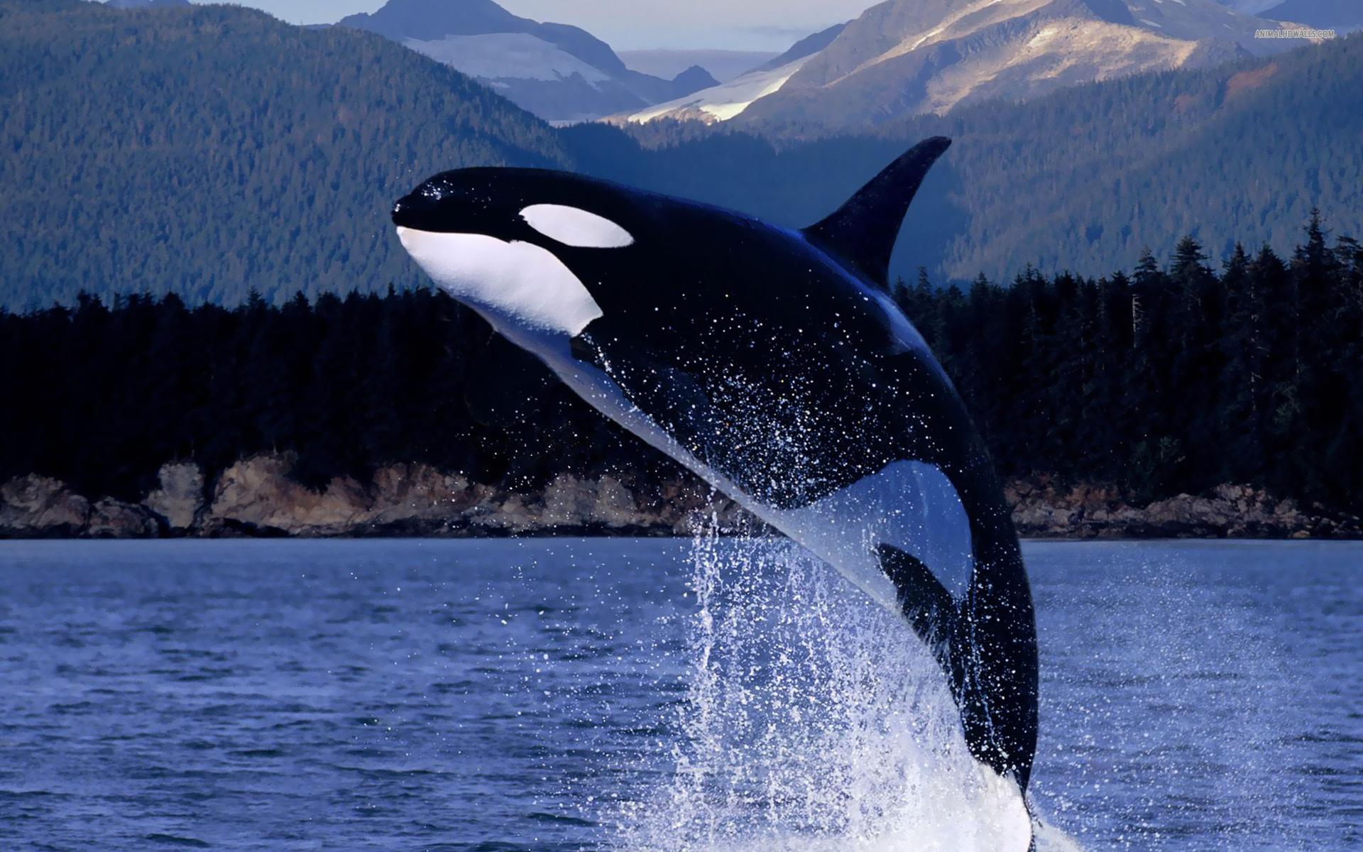 1920x1200 Orca Wallpaper