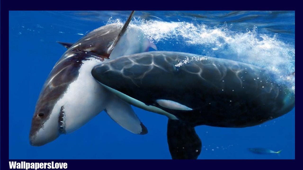 1280x720 Orca Wallpaper for Android