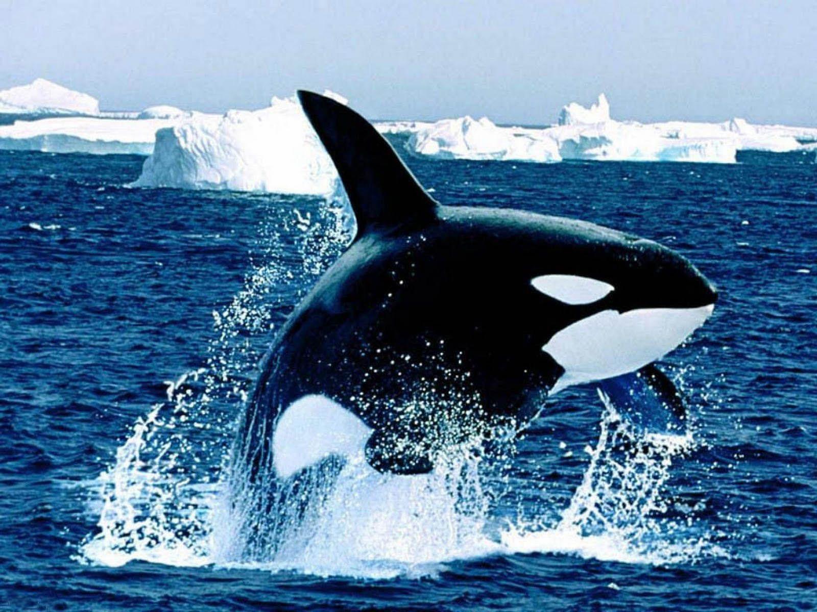 1600x1200 Free Orca Wallpaper