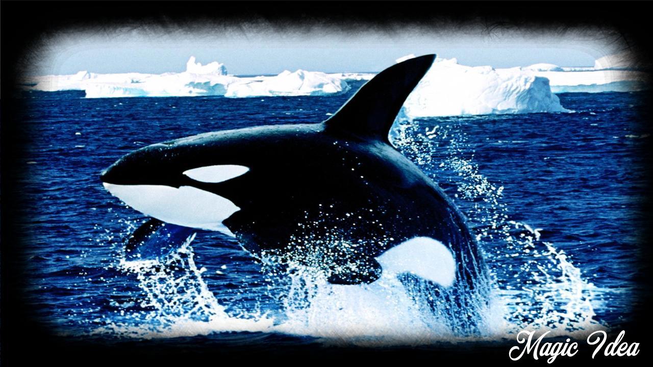 1280x720 Orca Wallpaper for Android