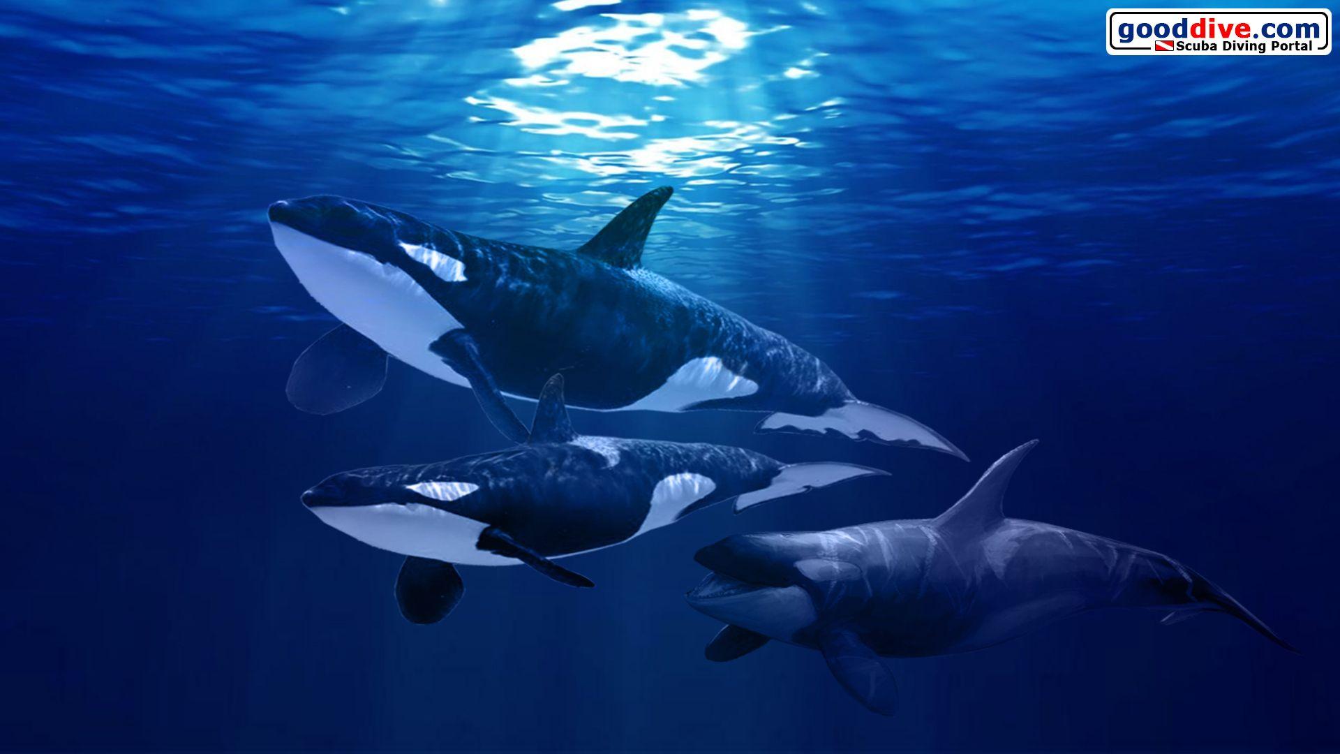 1920x1080 Orca Wallpaper Deskx1080