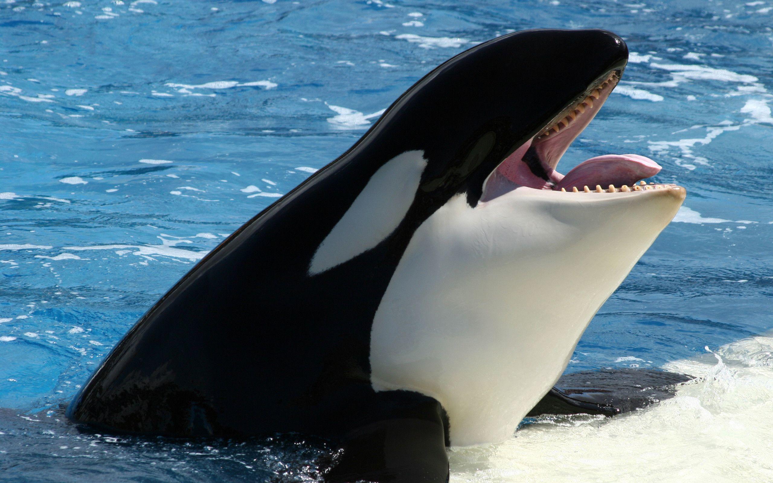 2560x1600 Orca Wallpaper