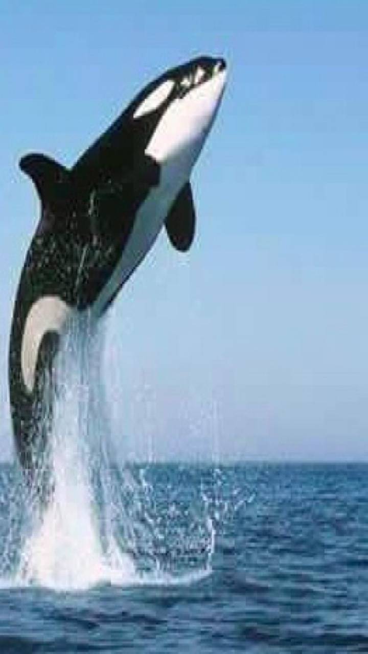 720x1280 orca Wallpaper