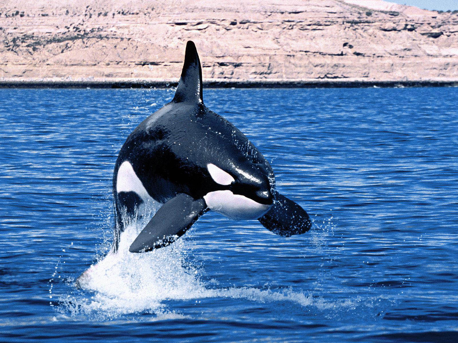 1600x1200 wallpaper: Orca Wallpaper