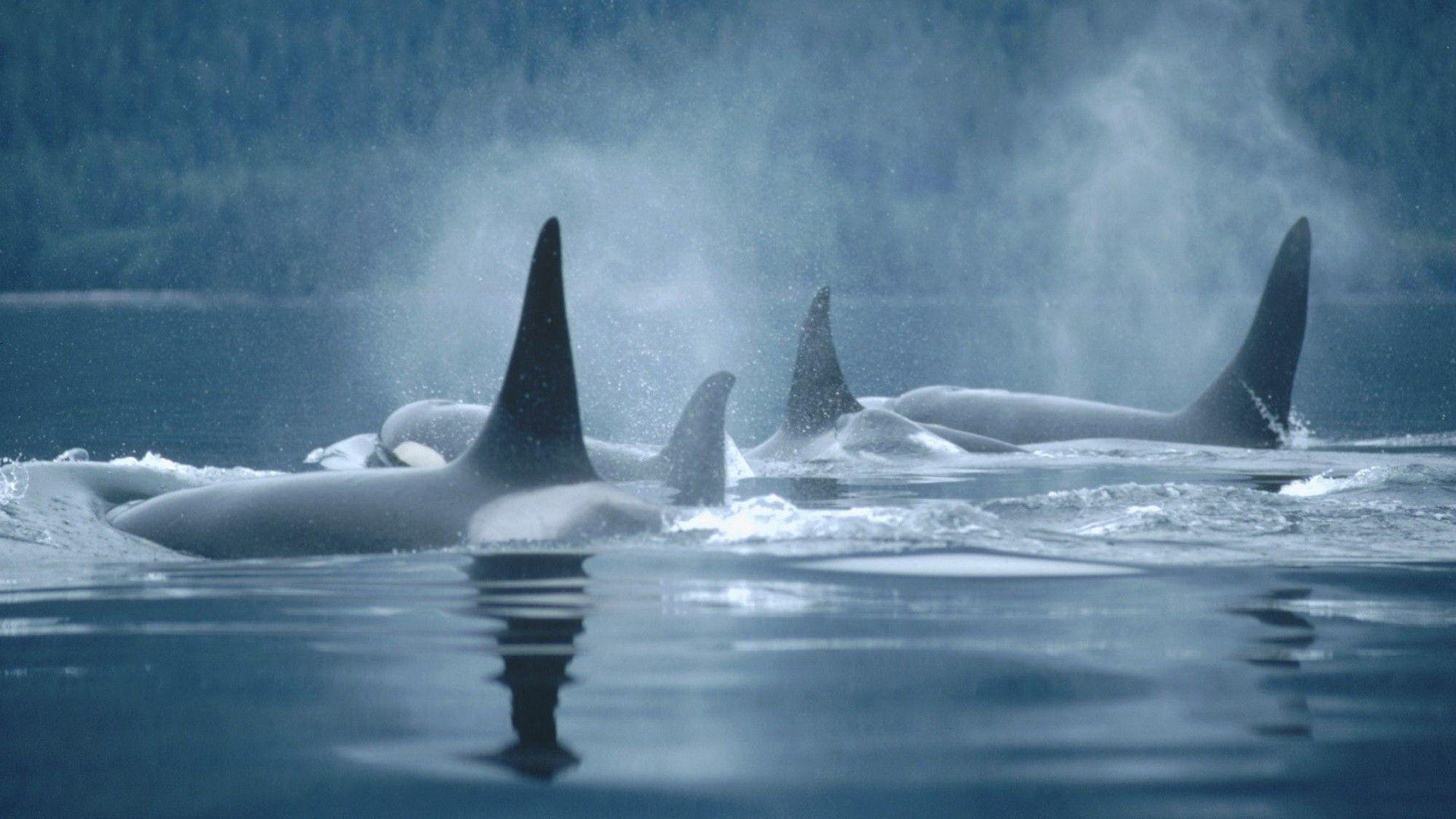 1920x1080 Orca Whale Wallpaper