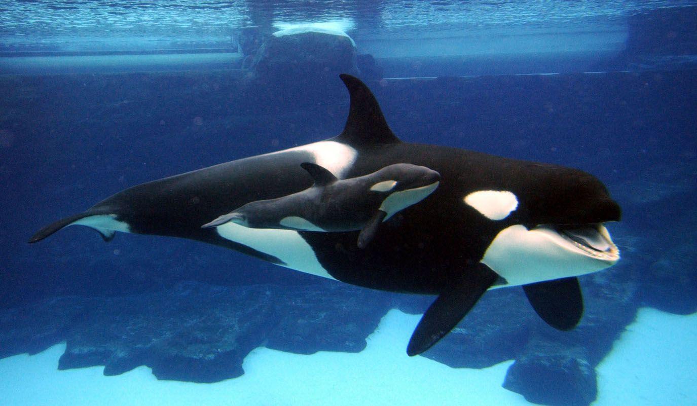 1375x801 Orca Wallpaper