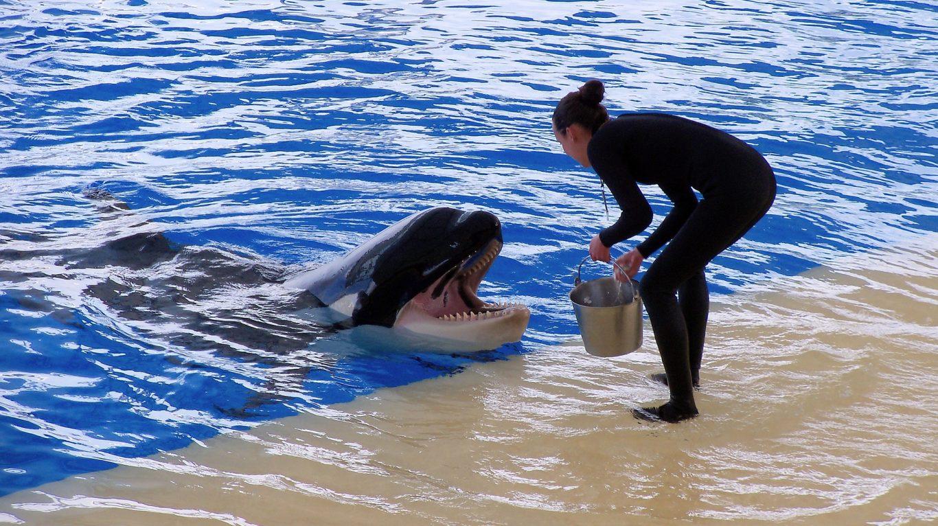 1366x766 Orca Wallpaper Full HD Free Download