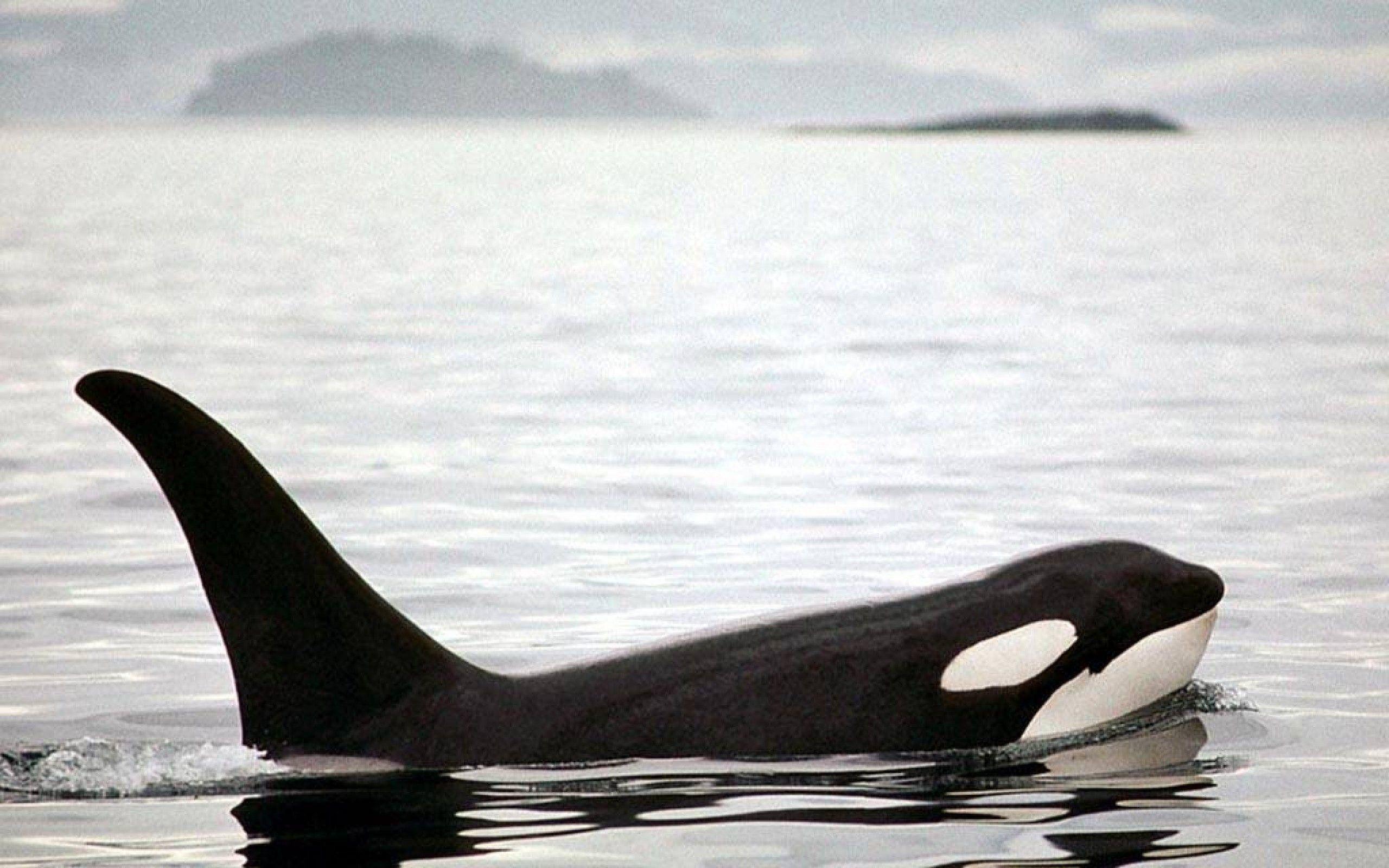 2560x1600 Orca Wallpaper