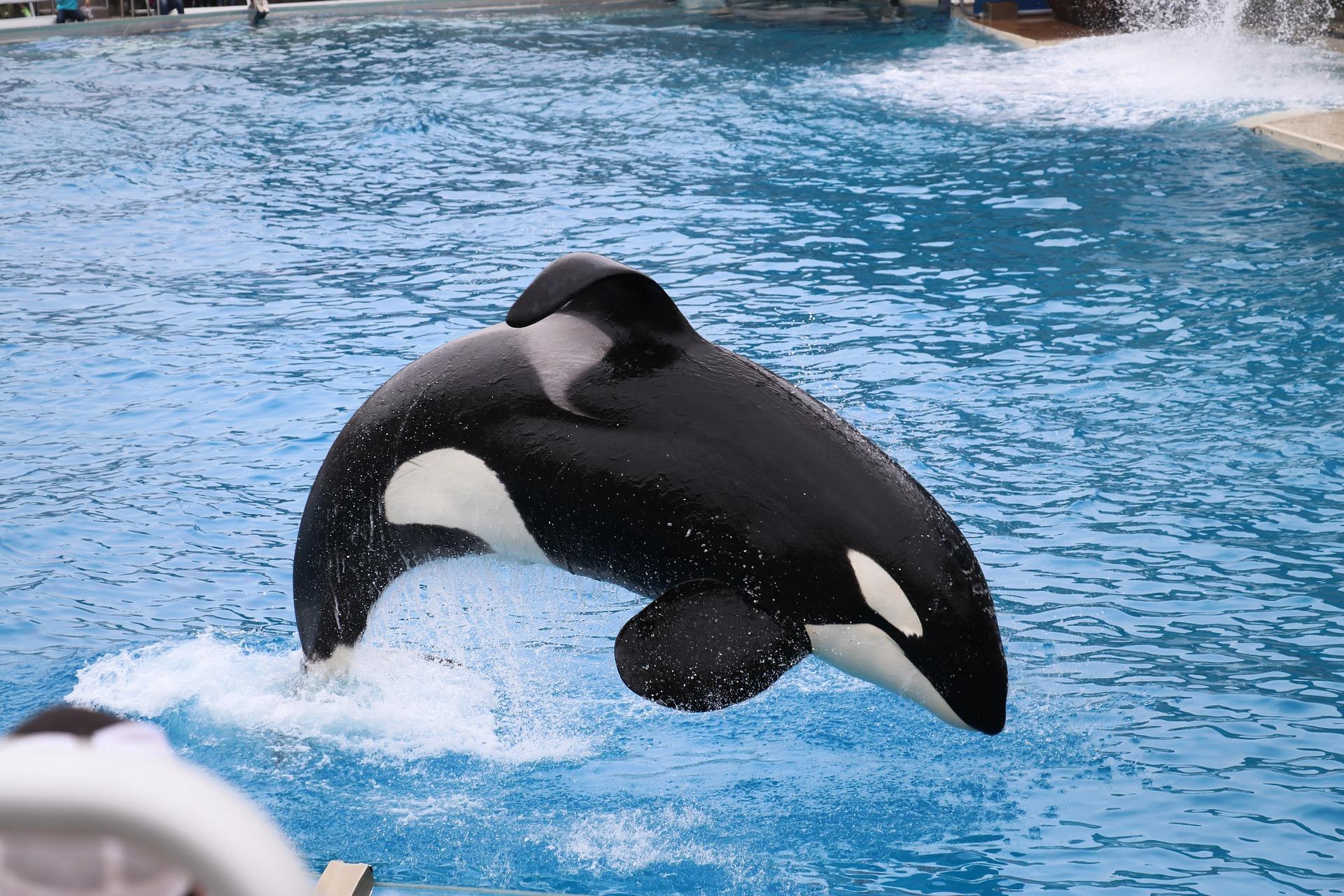 1920x1280 Orca Wallpaper HD for Android