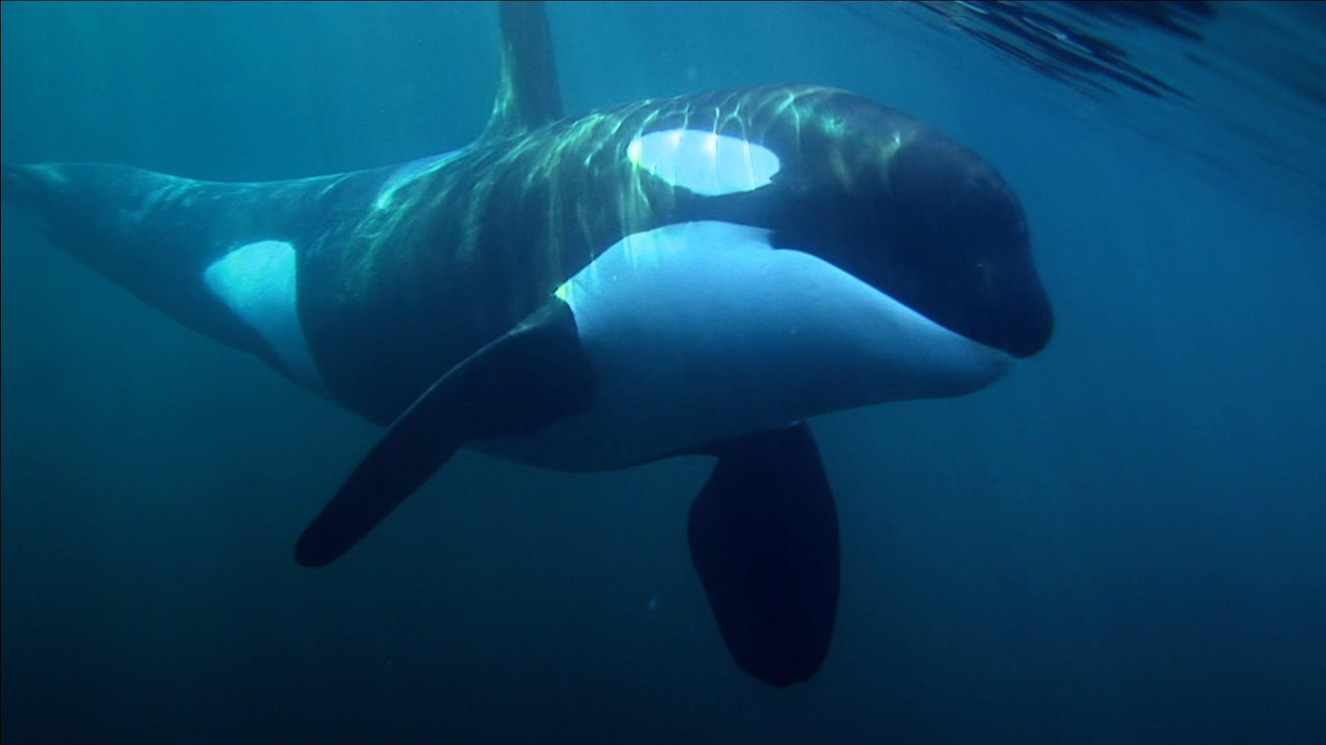 1920x1080 Underwater Orca Wallpaper (83 Wallpaper)