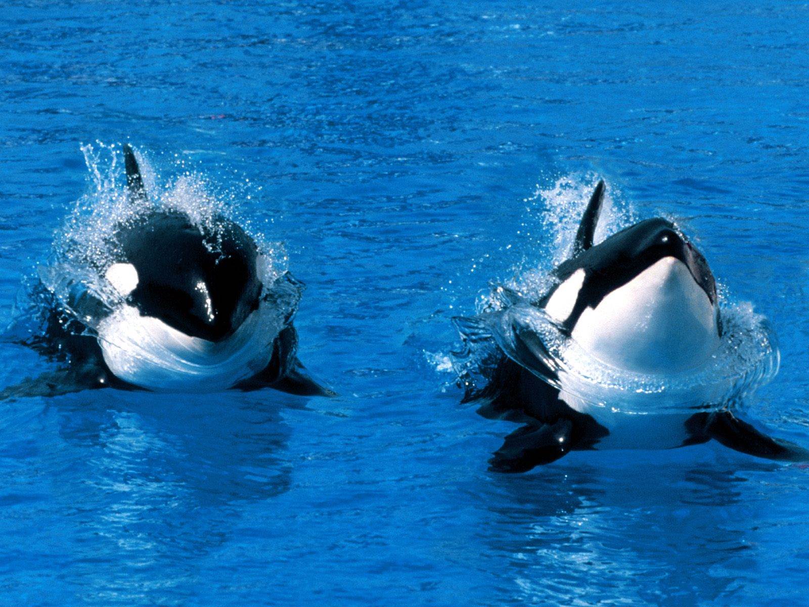1600x1200 Killer Whale (Orca) Desktop and Mobile Wallpaper