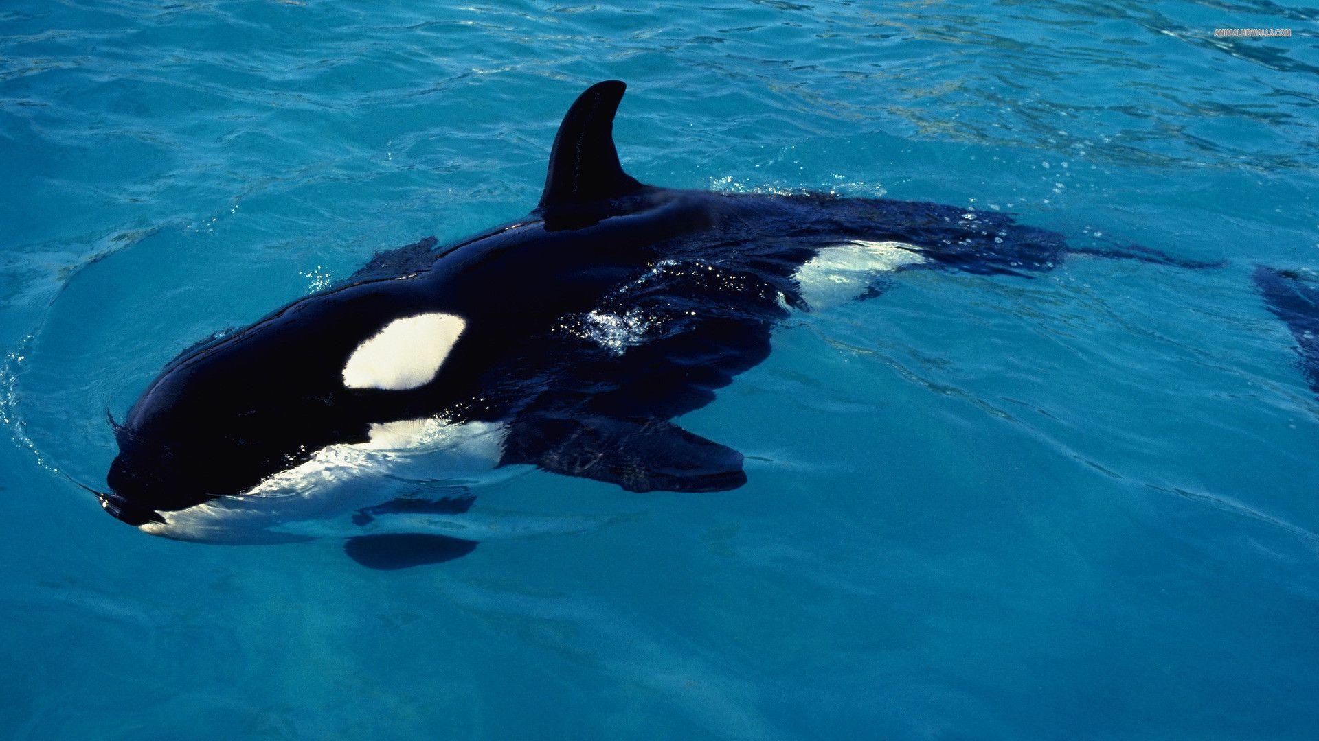 1920x1080 Orca Wallpaper background picture