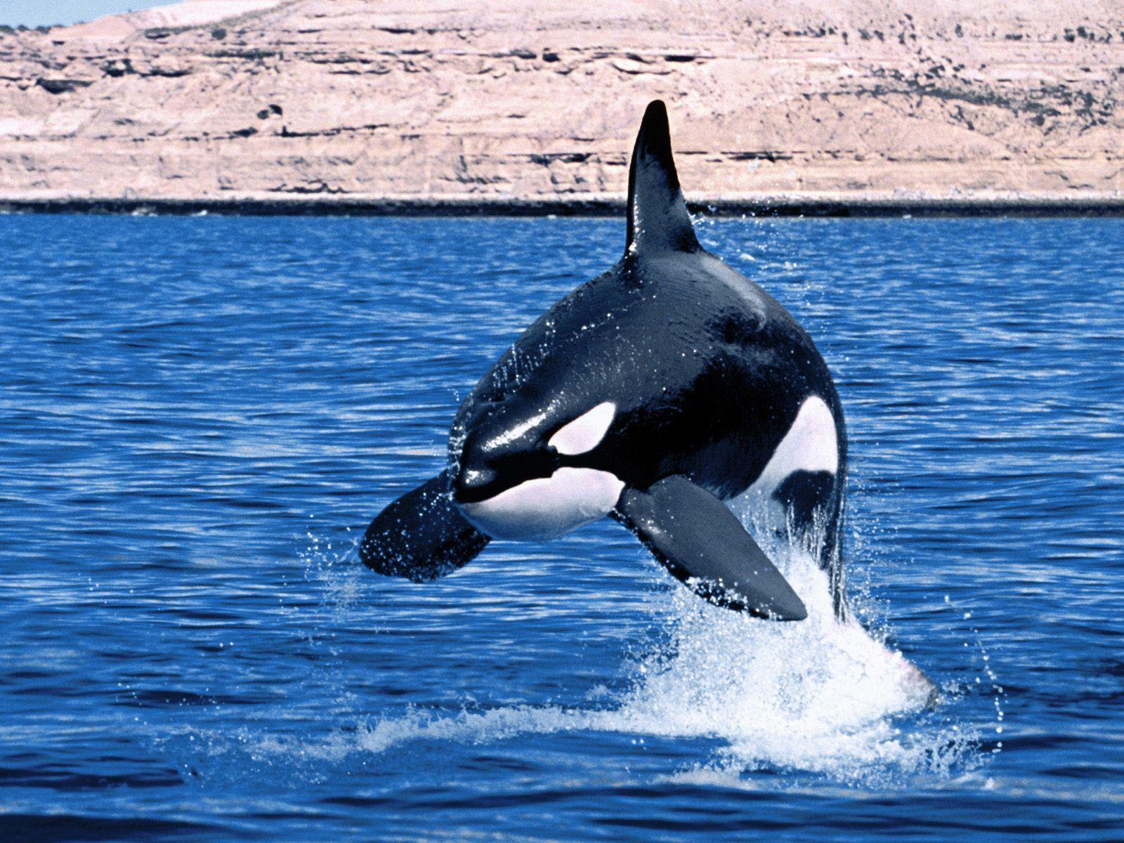 1600x1200 Killer Whales wallpaperx1200