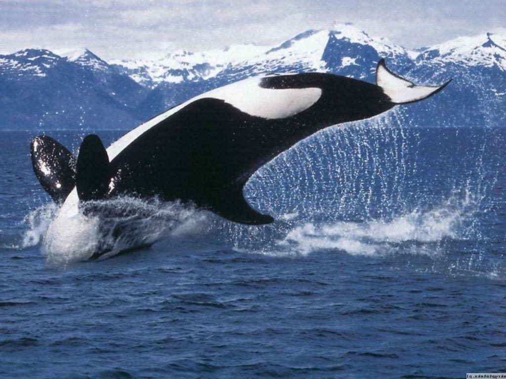 1024x768 orca sea water whale wallpaper and background