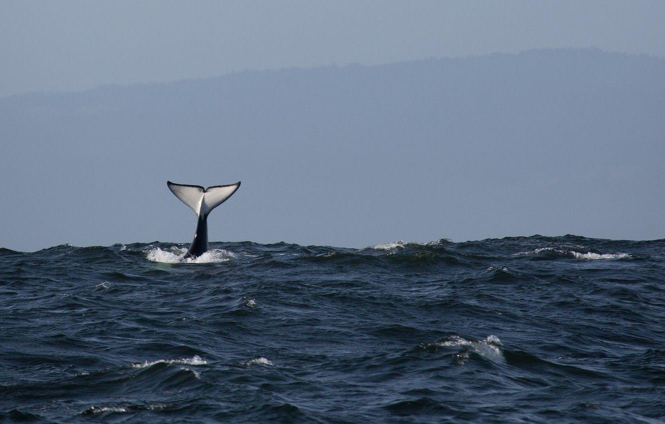 1332x850 Wallpaper pacific ocean, ocean, fluke, killer whale, orca