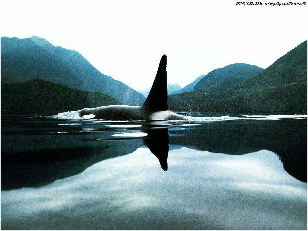 1026x770 Desktop Picture: Orca Wallpaper, Orca Wallpaper #KZQ73
