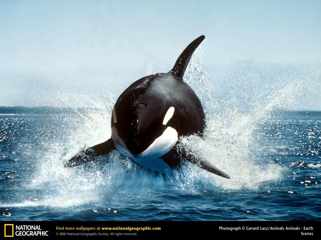 1024x768 Killer Whale Wallpaper
