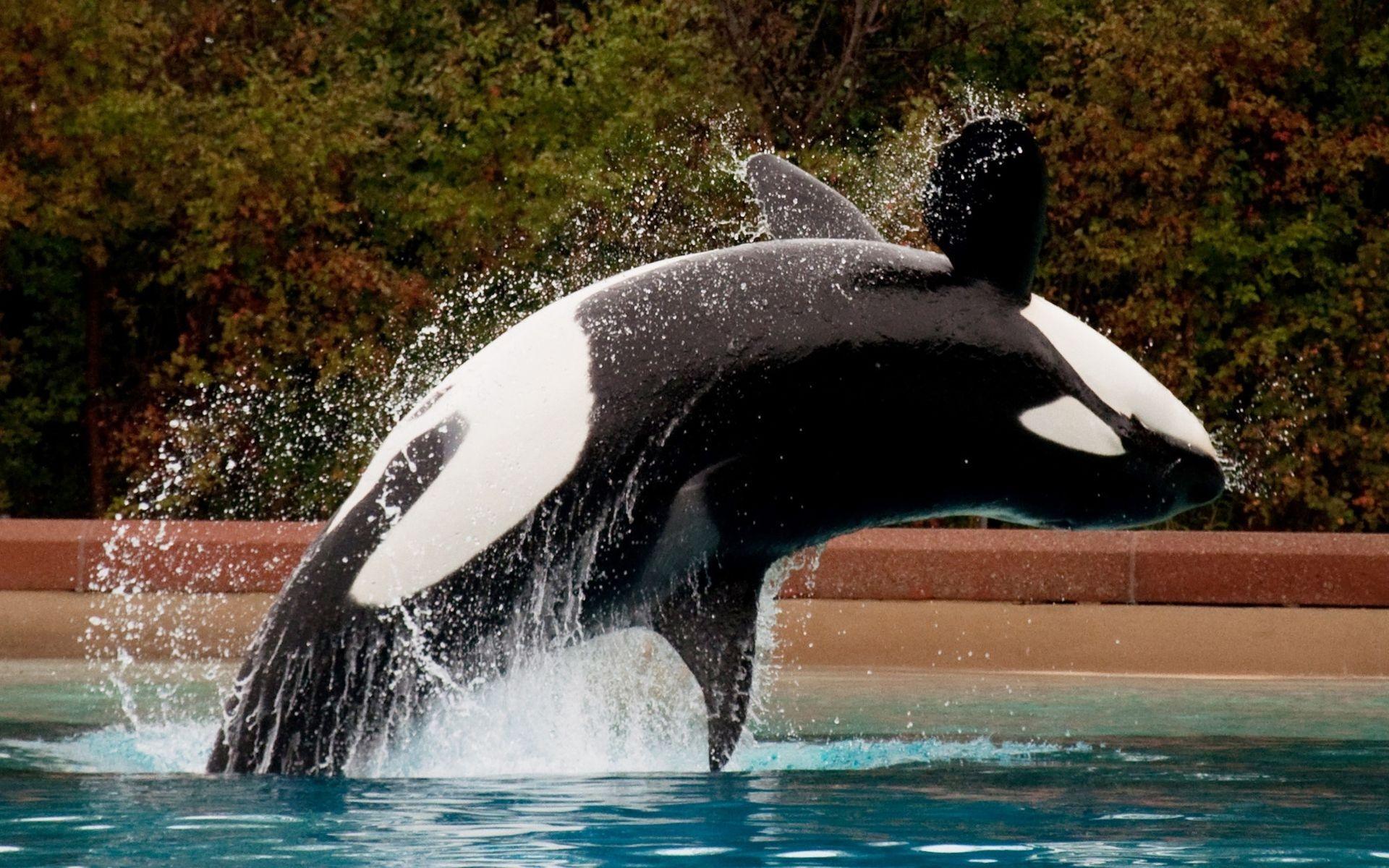 1920x1200 Orca whales Wallpaper