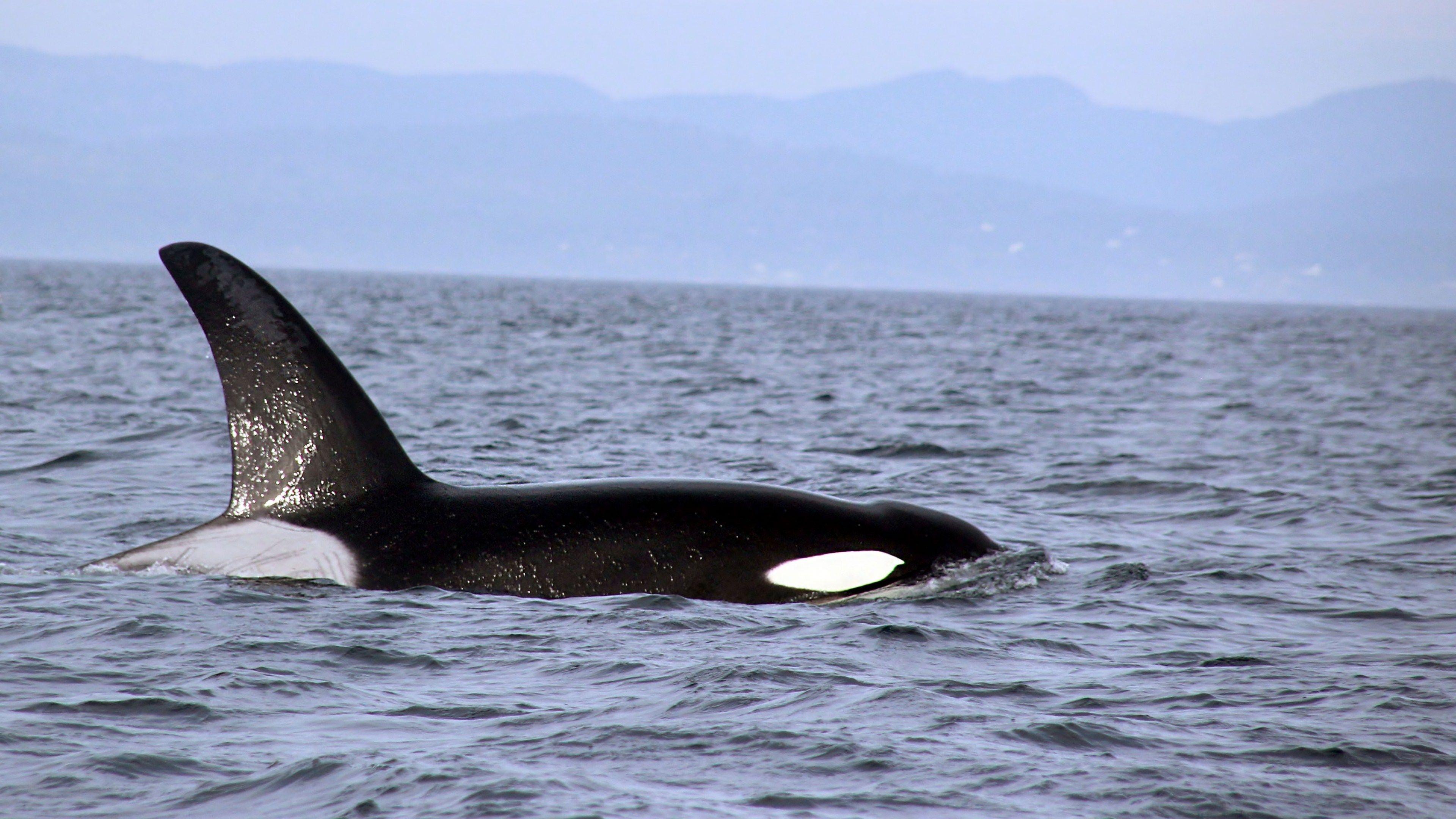3840x2160 Orca HD Wallpaper And Background. Famous
