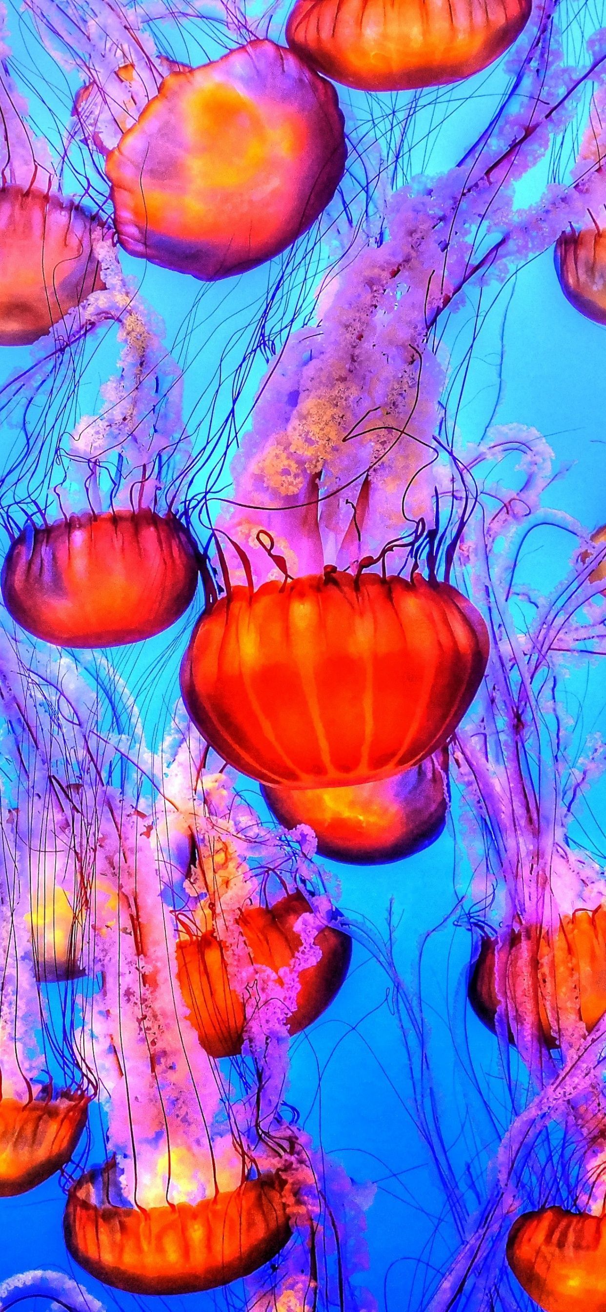 1242x2688 Orange Jelly Fishes Wallpaper 4K, Blue