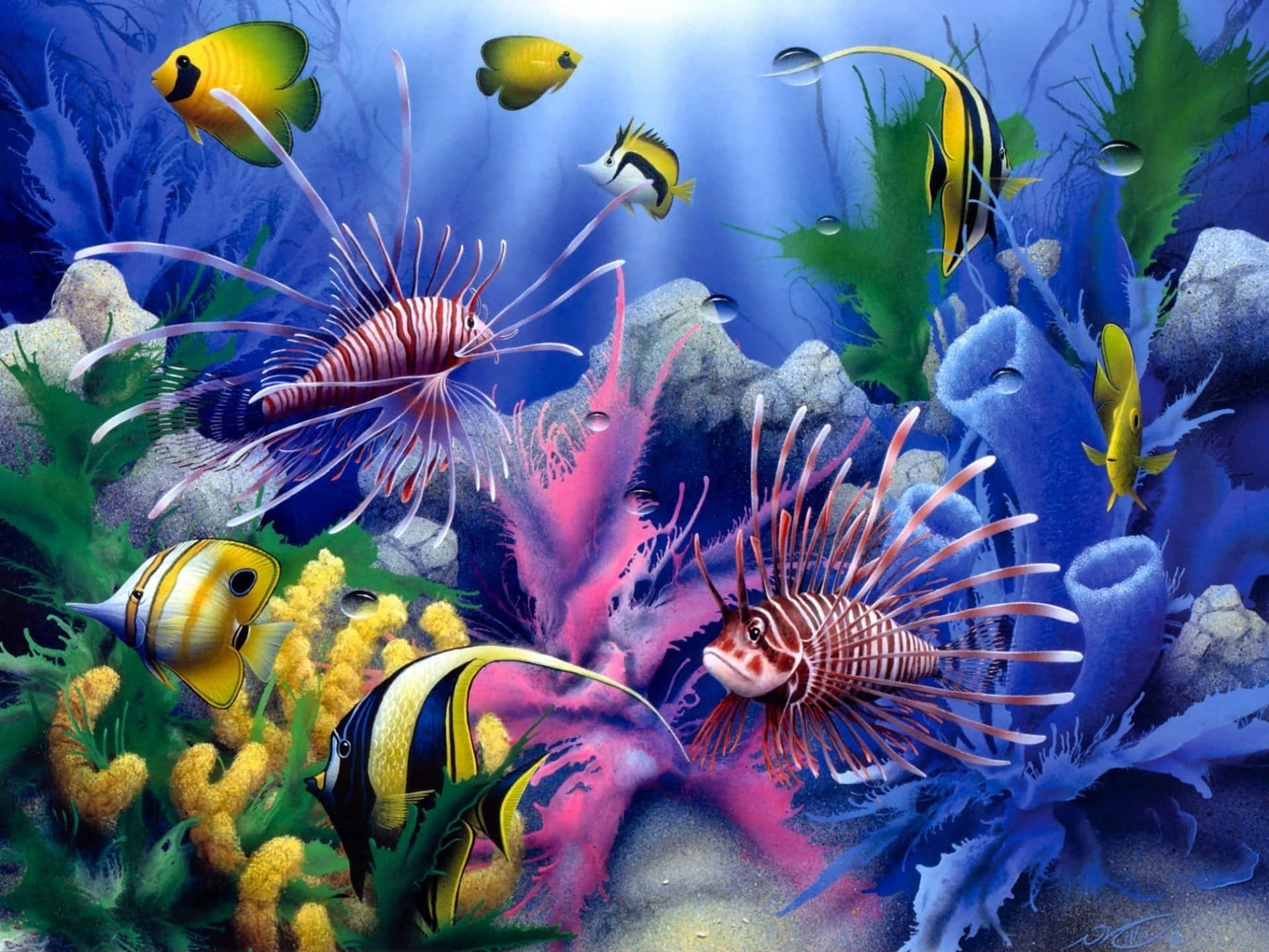 1920x1440 aquatic life Wallpaper