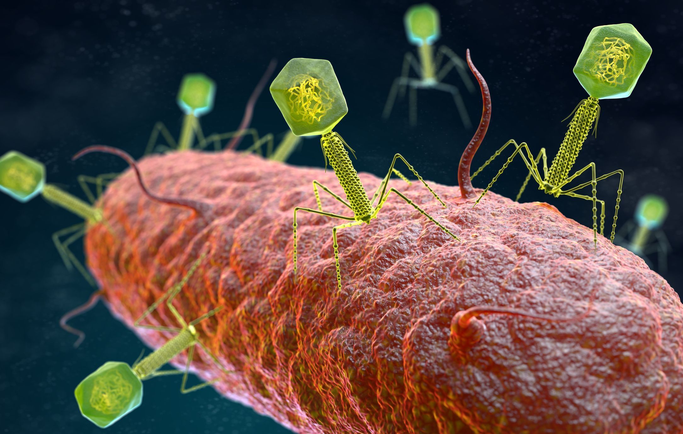 2170x1381 Phage combination may boost gut health