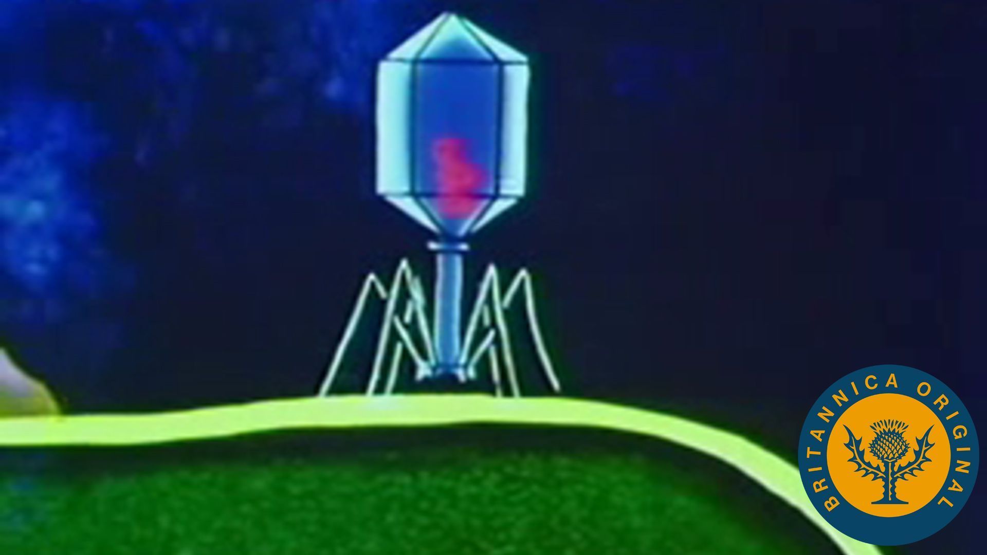 1920x1080 Bacteriophage. Definition, Life Cycle, & Research